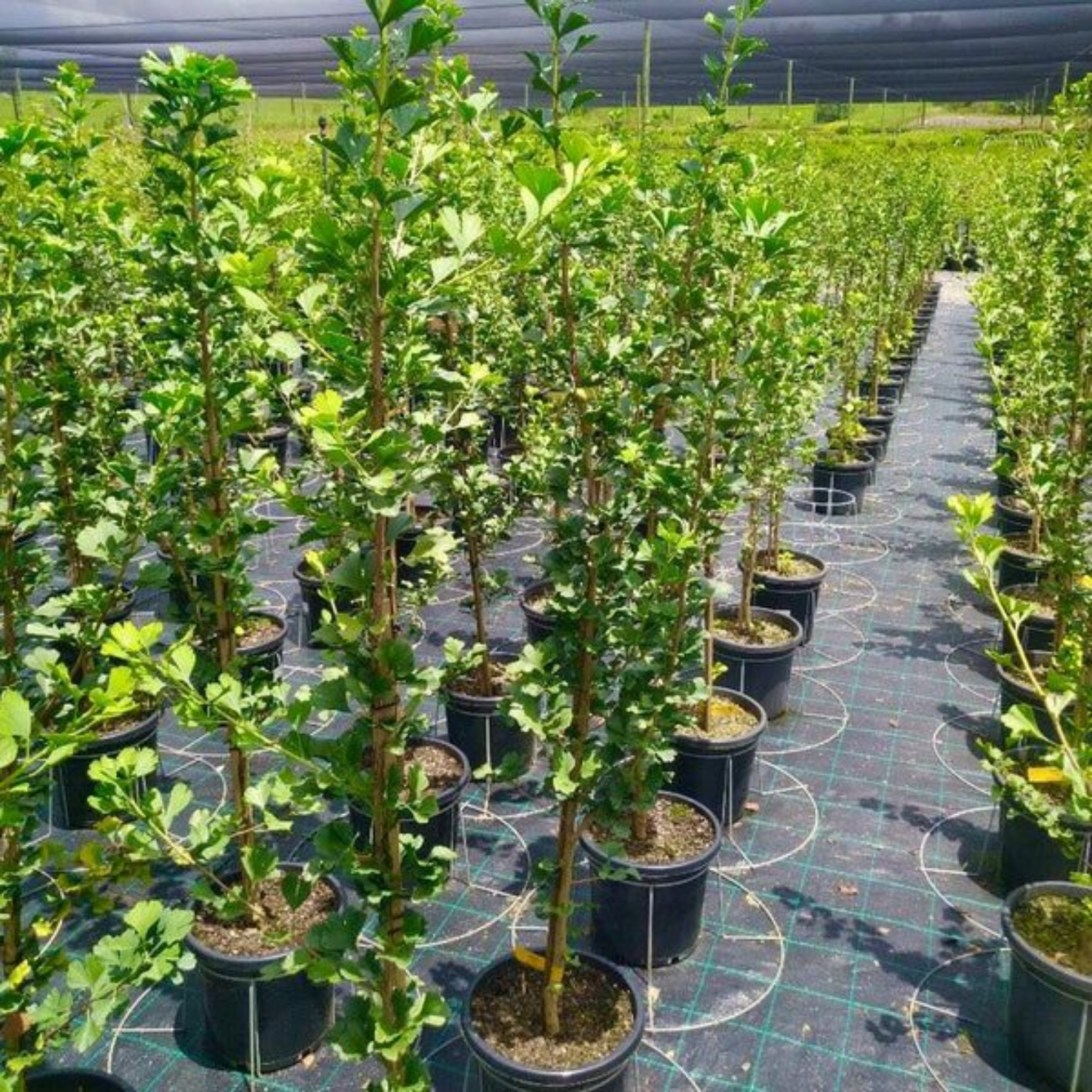 Ginkgo biloba Lemonlime Spire PBR - Upright Maidenhair Tree