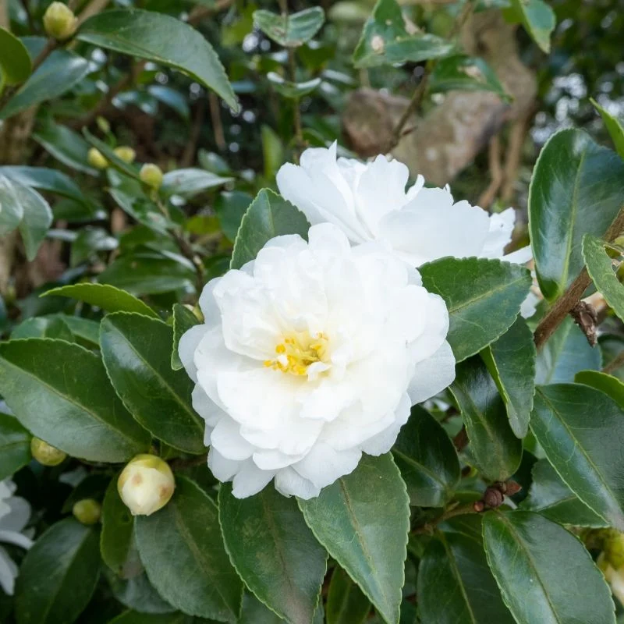 Camellia Compact Paradise White - Camellia sasanqua 'Paradise Petite White'