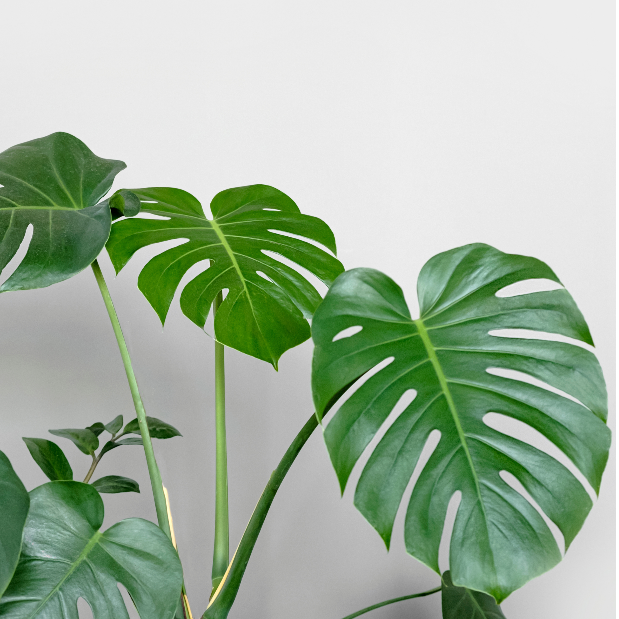 Swiss Cheese Plant - Monstera deliciosa