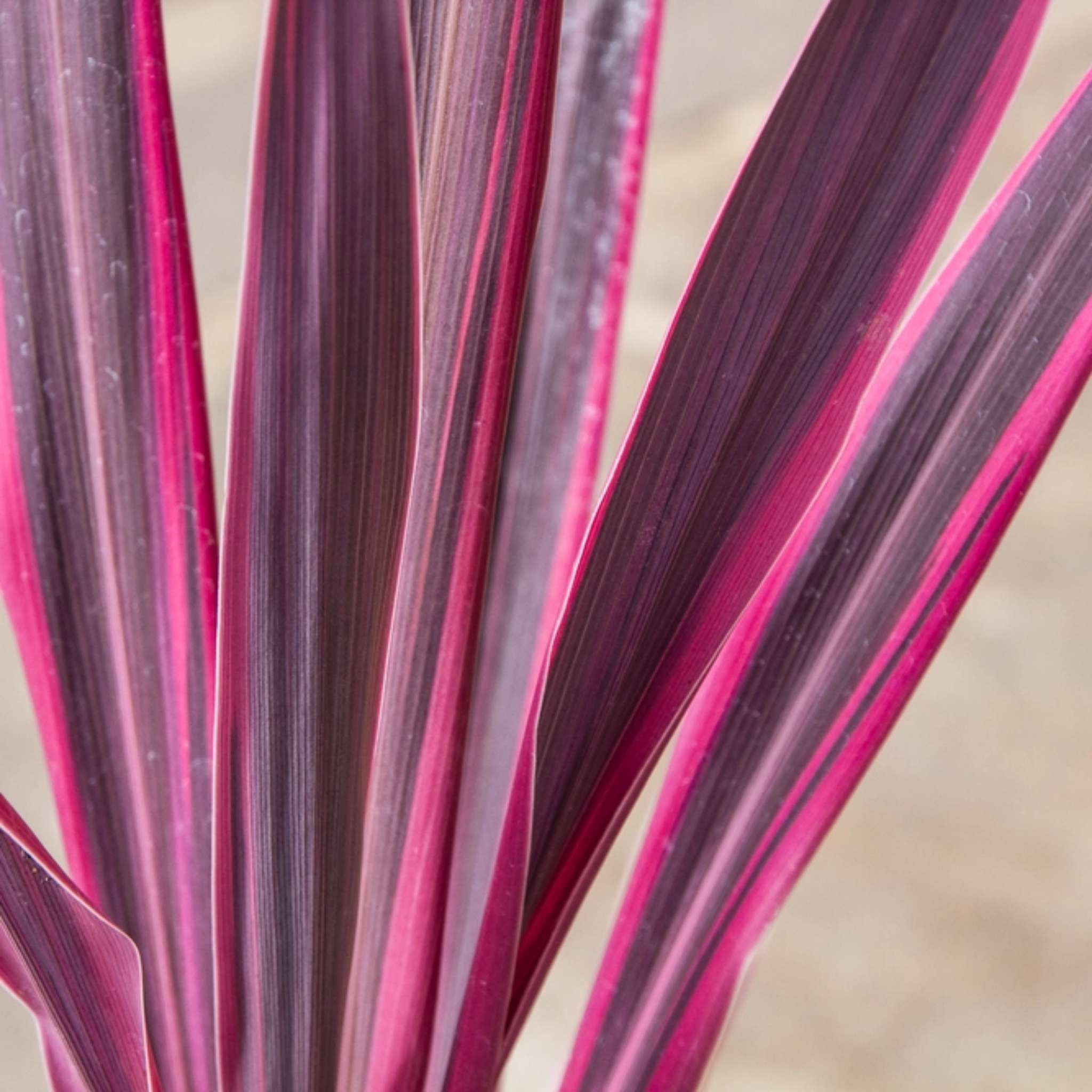 Close-up of pink and purple striped leaves on a blurred background