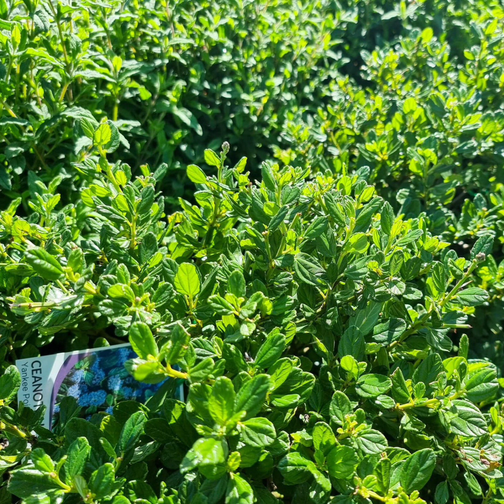 California Lilac - Ceanothus griseus horizontalis Yankee Point