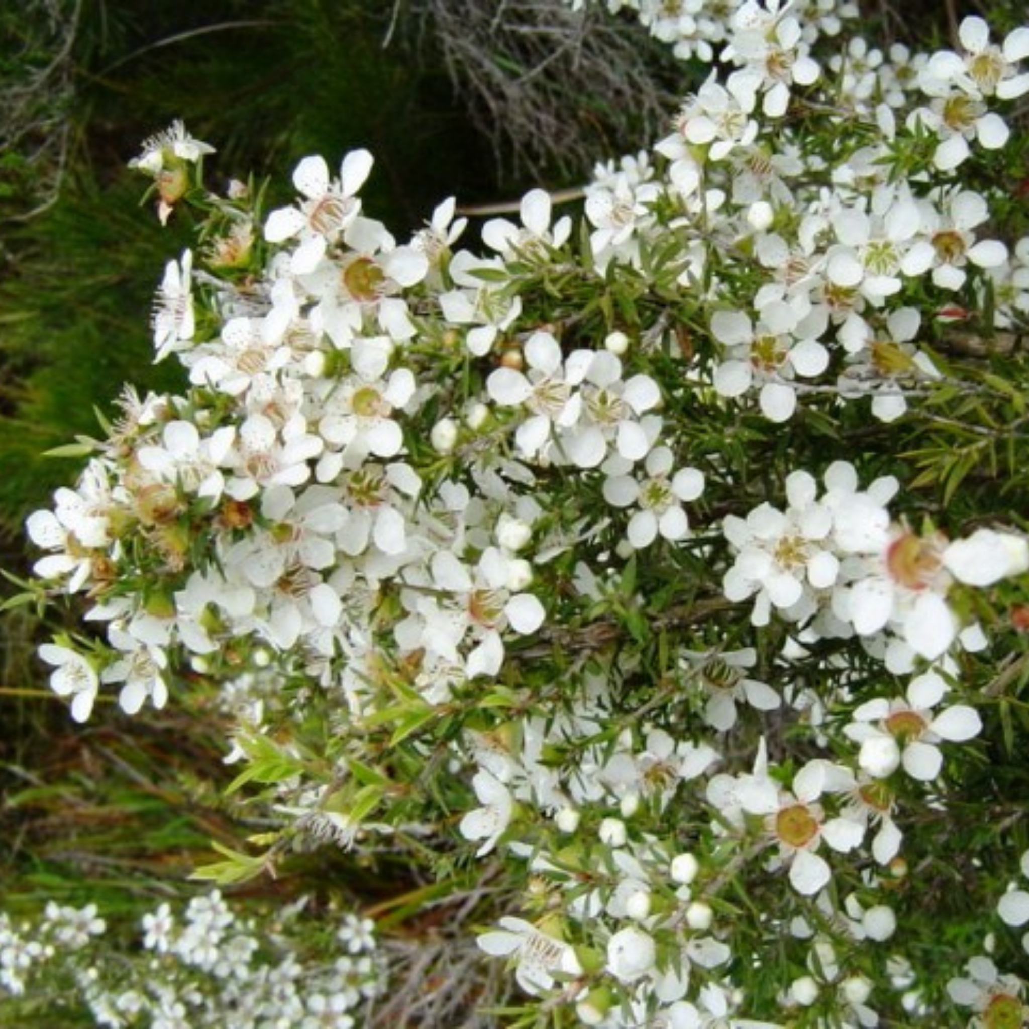 Prickly Tea Tree - Leptospermum continentale