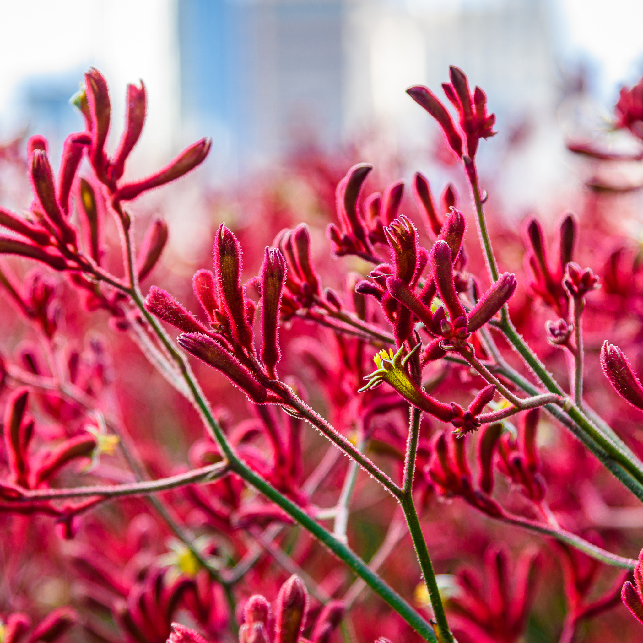 Pink Kangaroo Paw ‘Bush Crystal’ - Anigozanthos hybrida