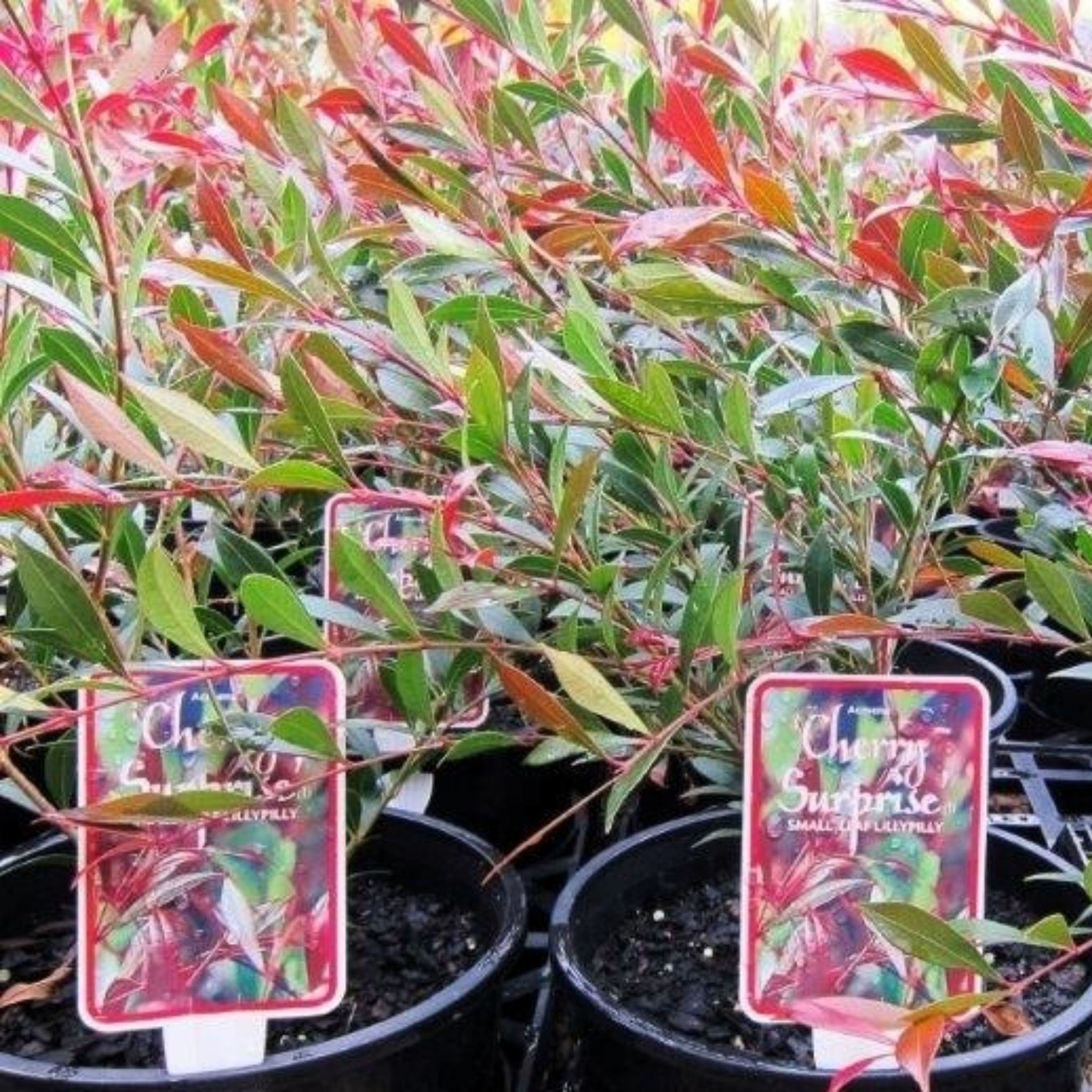 Lilly Pilly Cherry Surprise - Acmena smithii 'Cherry Surprise'
