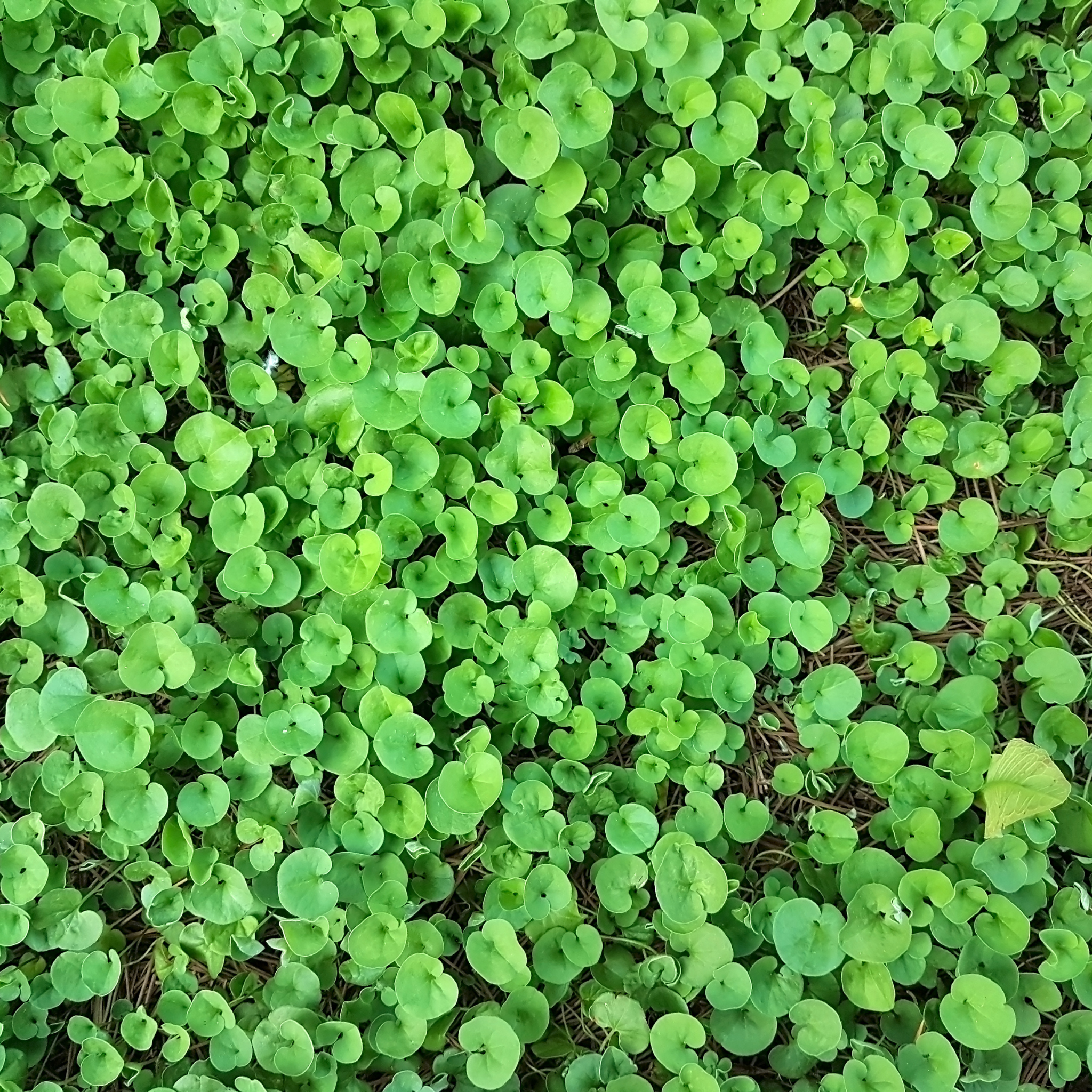 Kidney Grass/Weed - Dichondra repens