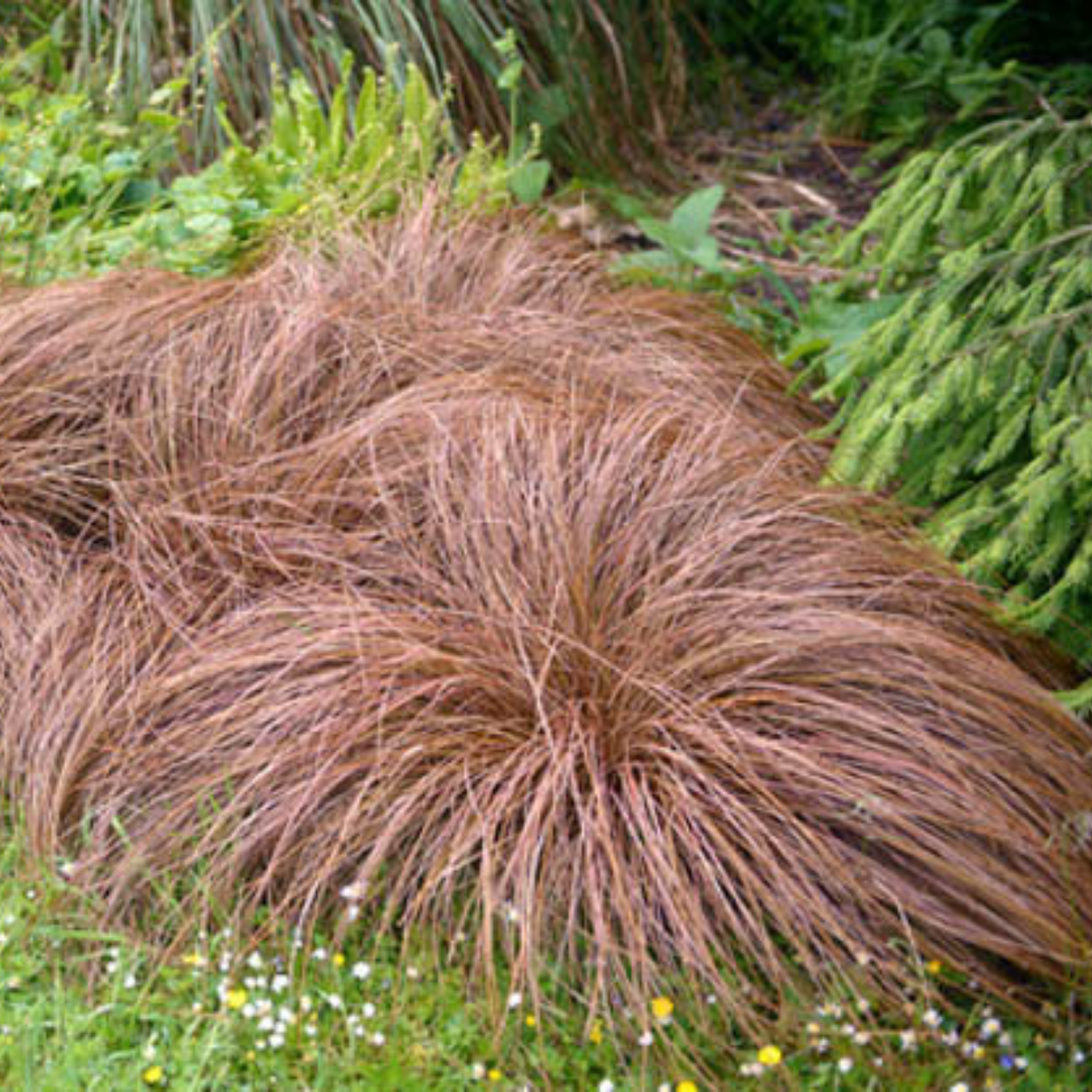 Brown ornamental grass plant in a garden setting with green foliage and flowers.