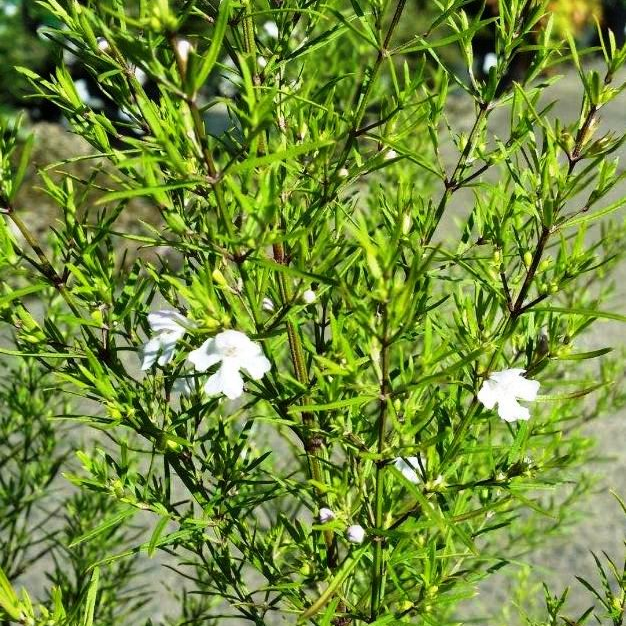 Long Leaved Westringia - Westringia longifolia