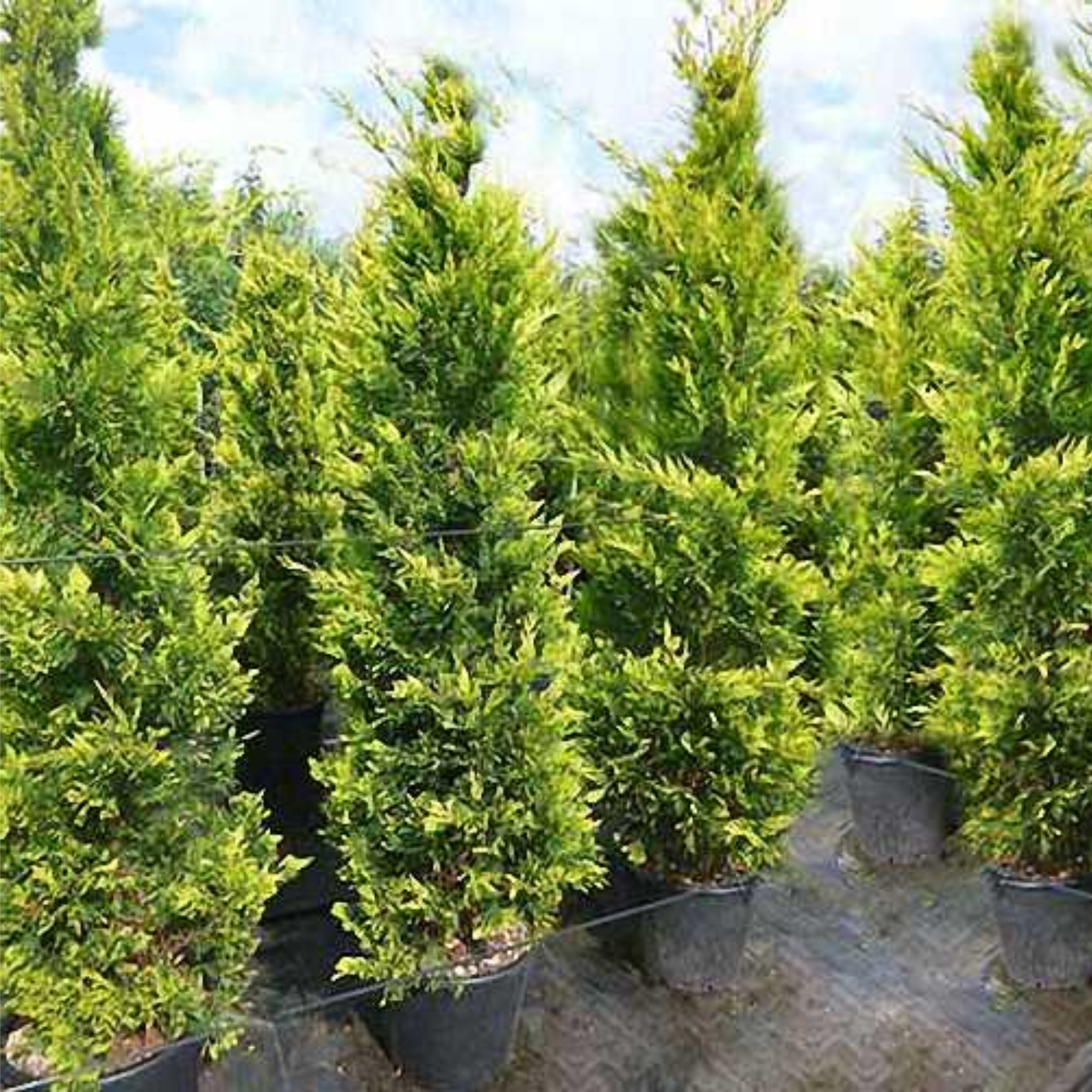 Cupressocyparis leylandii Castlewellan Gold - Leyland Cypress