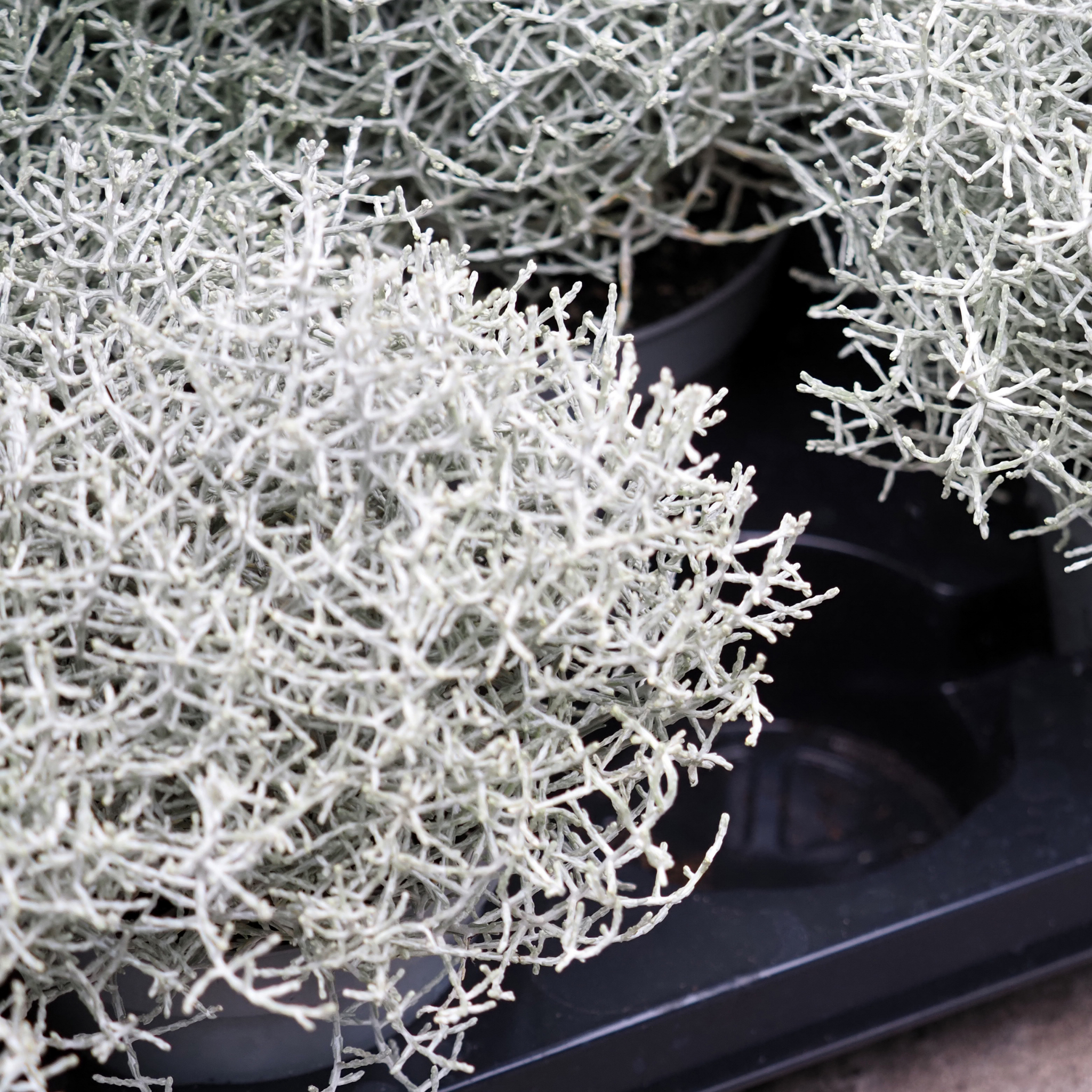 Cushion Bush Sliver Nugget - Leucophyta brownii Silver Nugget