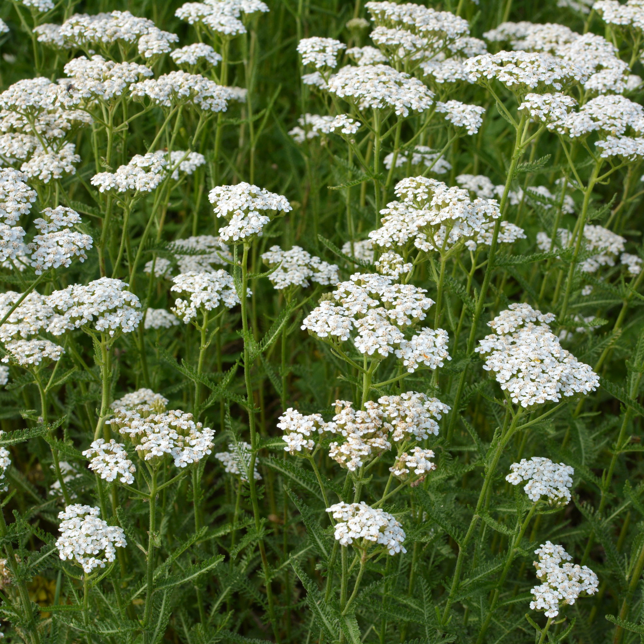 Garlic Chives - Allium tuberosum