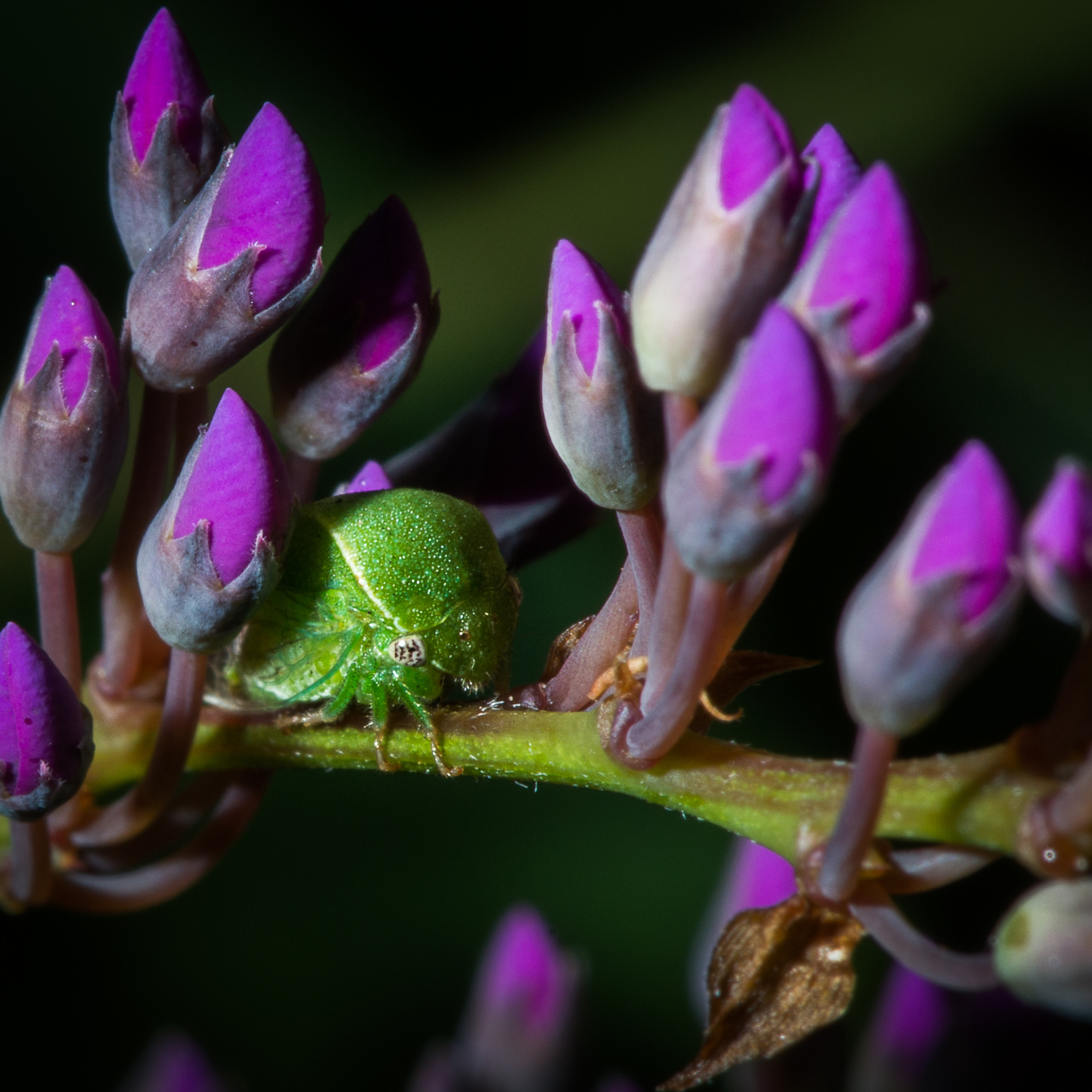 Dwarf Native Wisteria - Hardenbergia violacea 'Mini Haha'