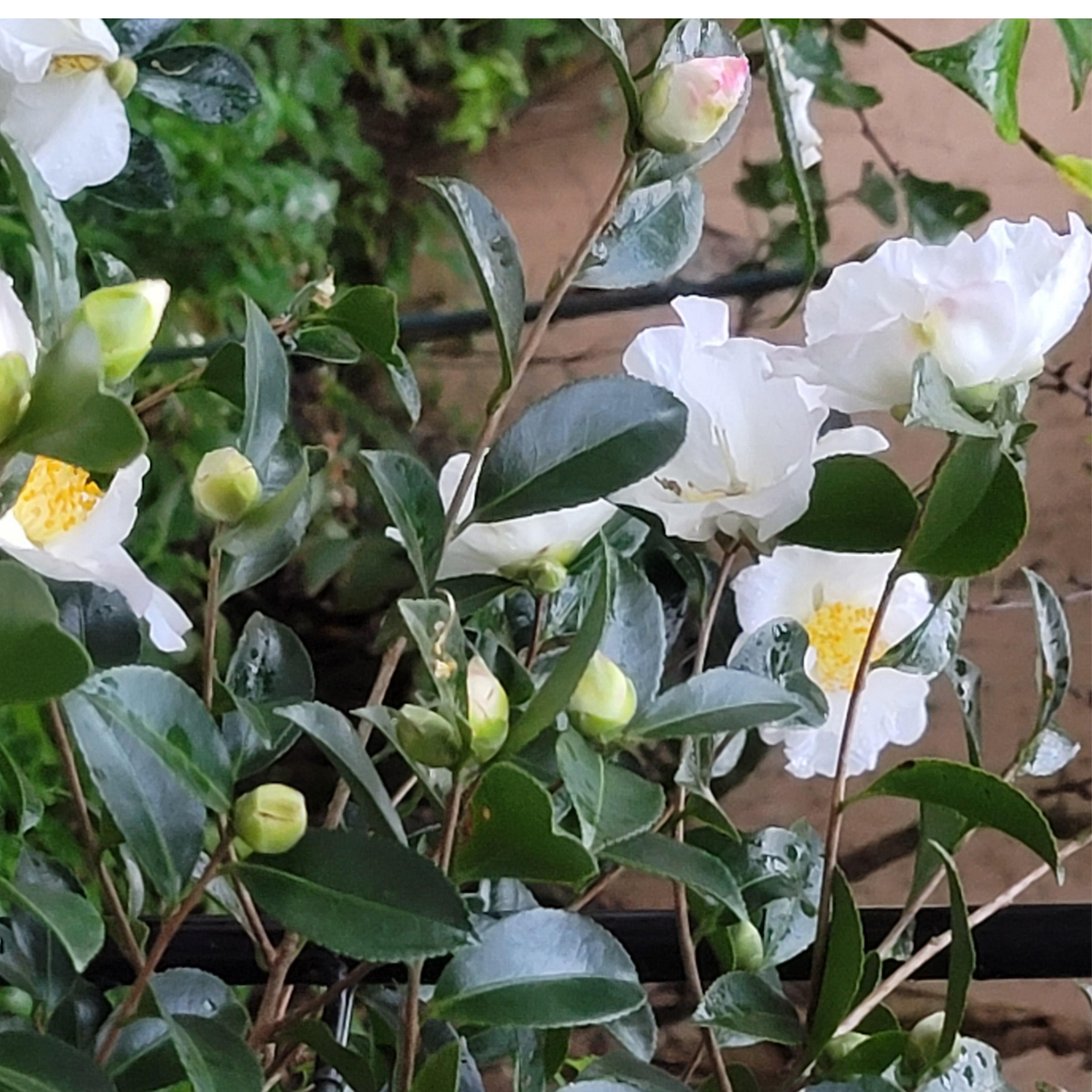 Camellia Setsugekka - Camellia sasanqua 'Setsugekka'