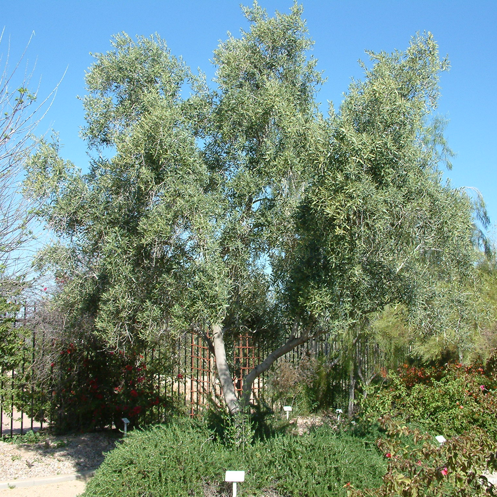 Swan Hill Olive Tree - Olea europaea Swan Hill (non-fruiting tree)