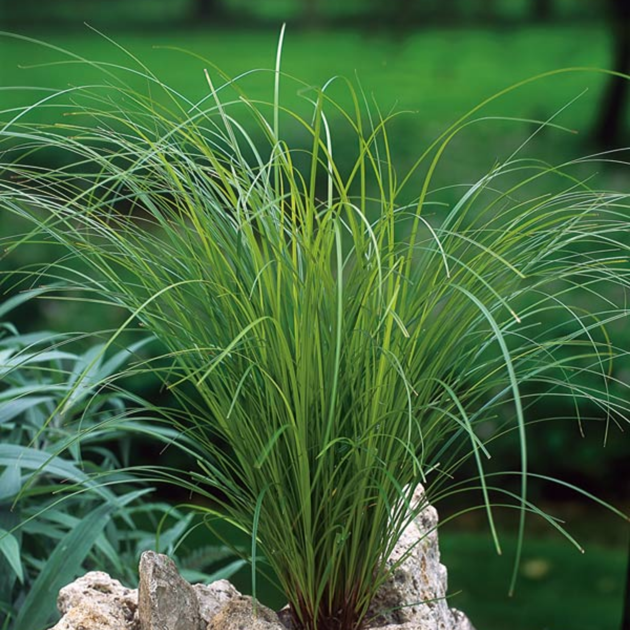 Green grass plant on a rock with a blurred green background