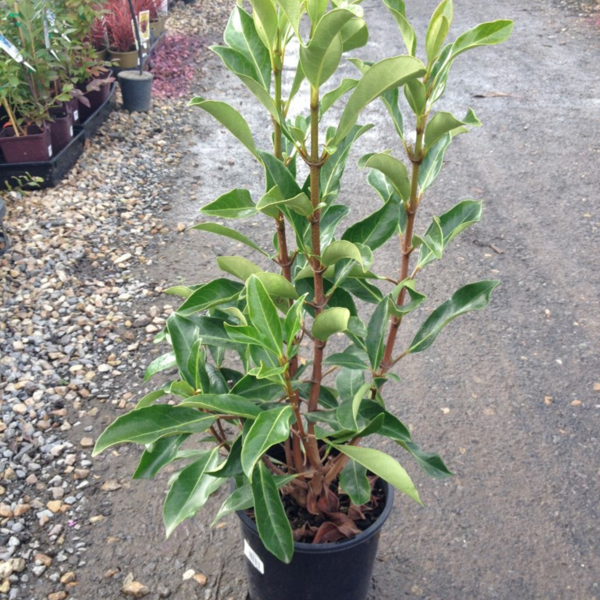 Potted plant with green leaves on a gravel and pavement background