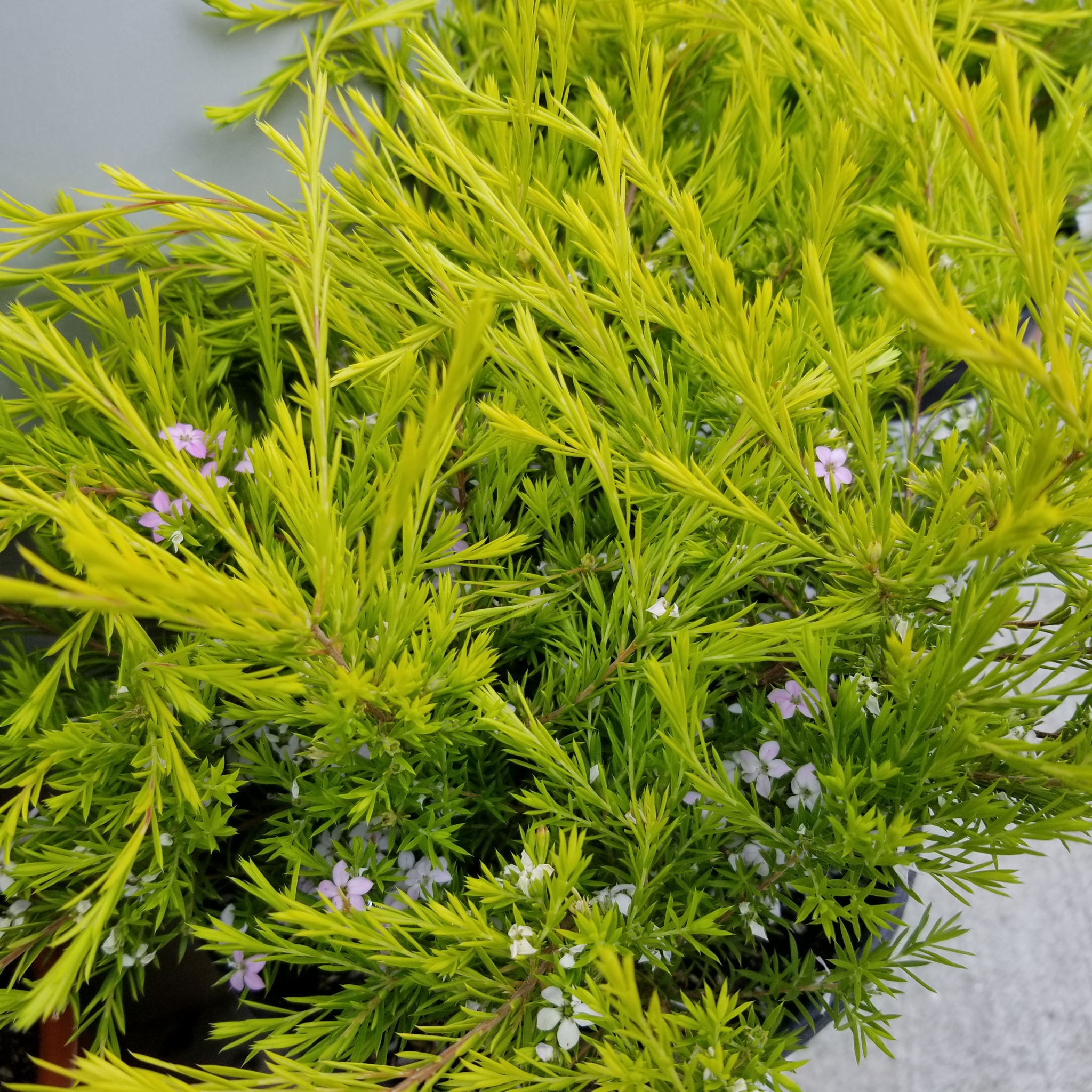 Golden Diosma Aurea - Coleonema pulchellum 'Aurea'