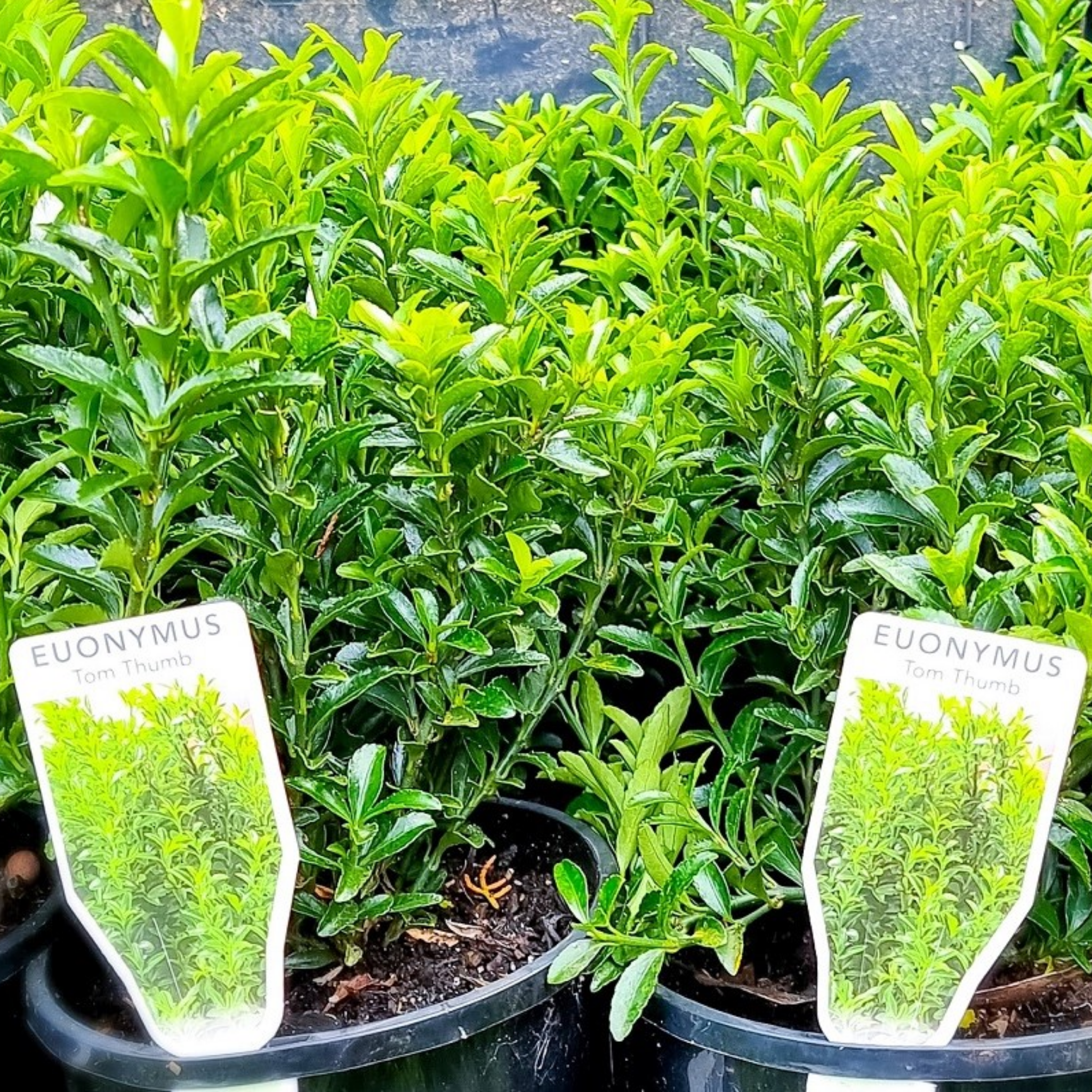 Tom Thumb Dwarf Euonymus - Euonymus japonicus 'Microphyllus' Tom Thumb