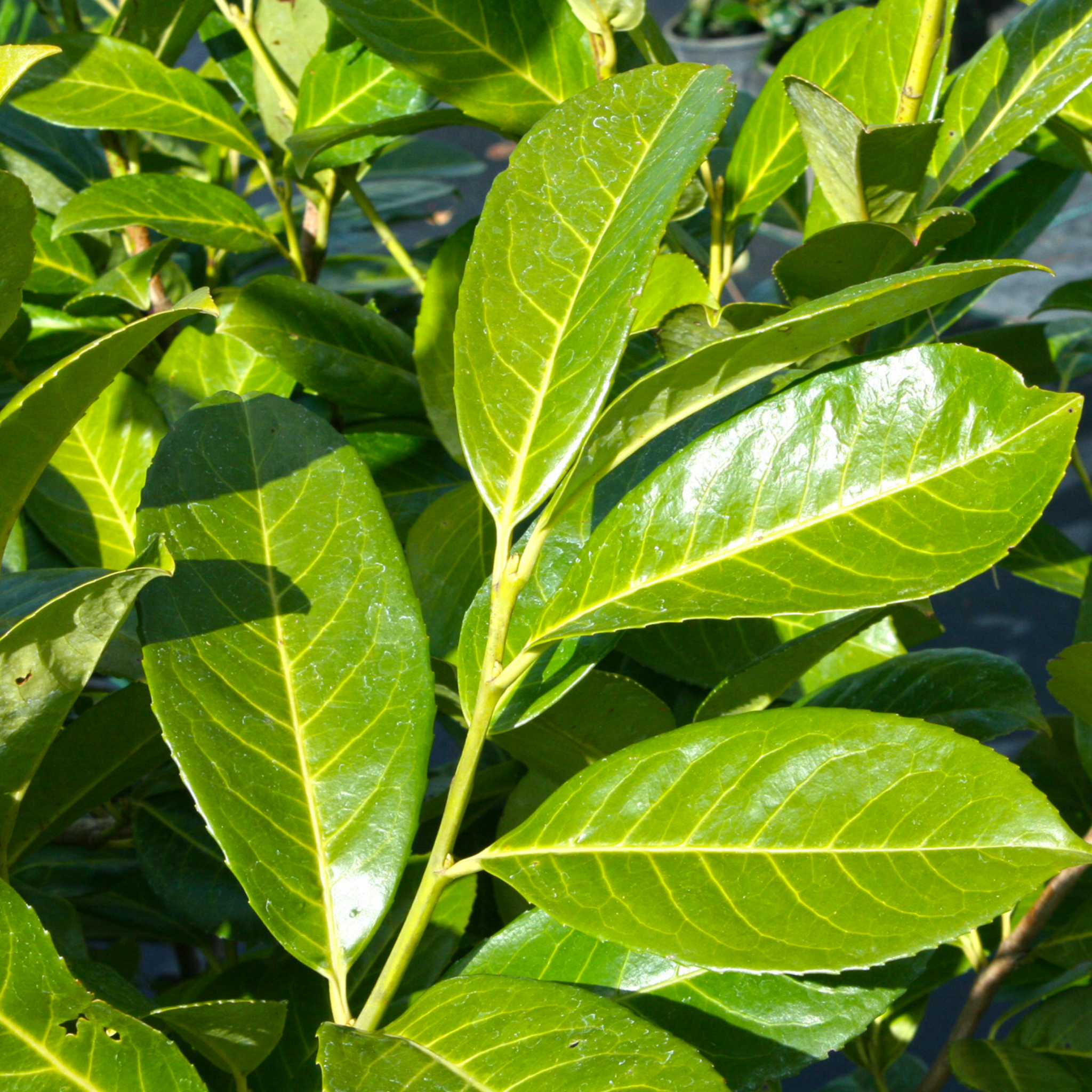 Close-up of green leaves with a blurred background
