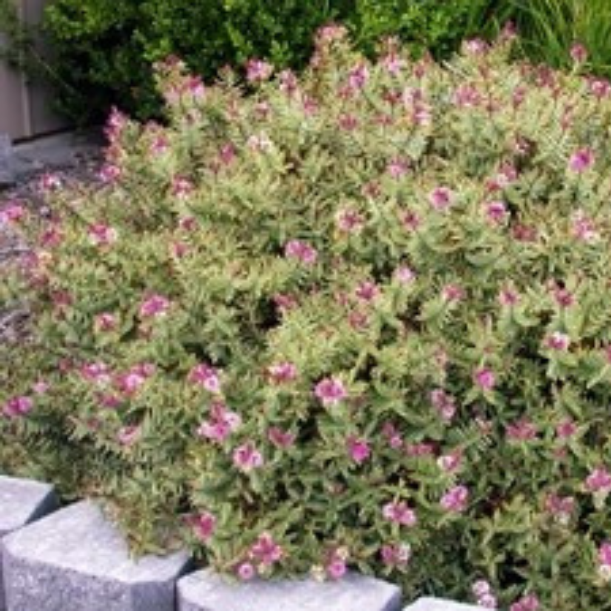 Hebe hybrida Annies Winter Wonder