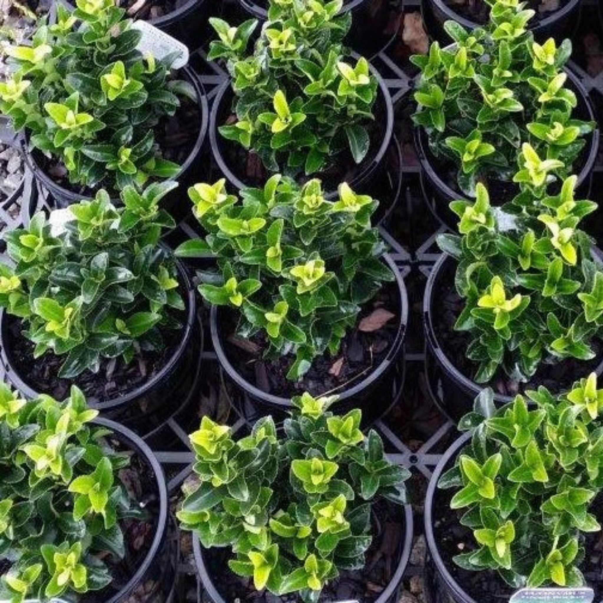 Japanese Spindle Bush - Euonymus japonicus Green Rocket