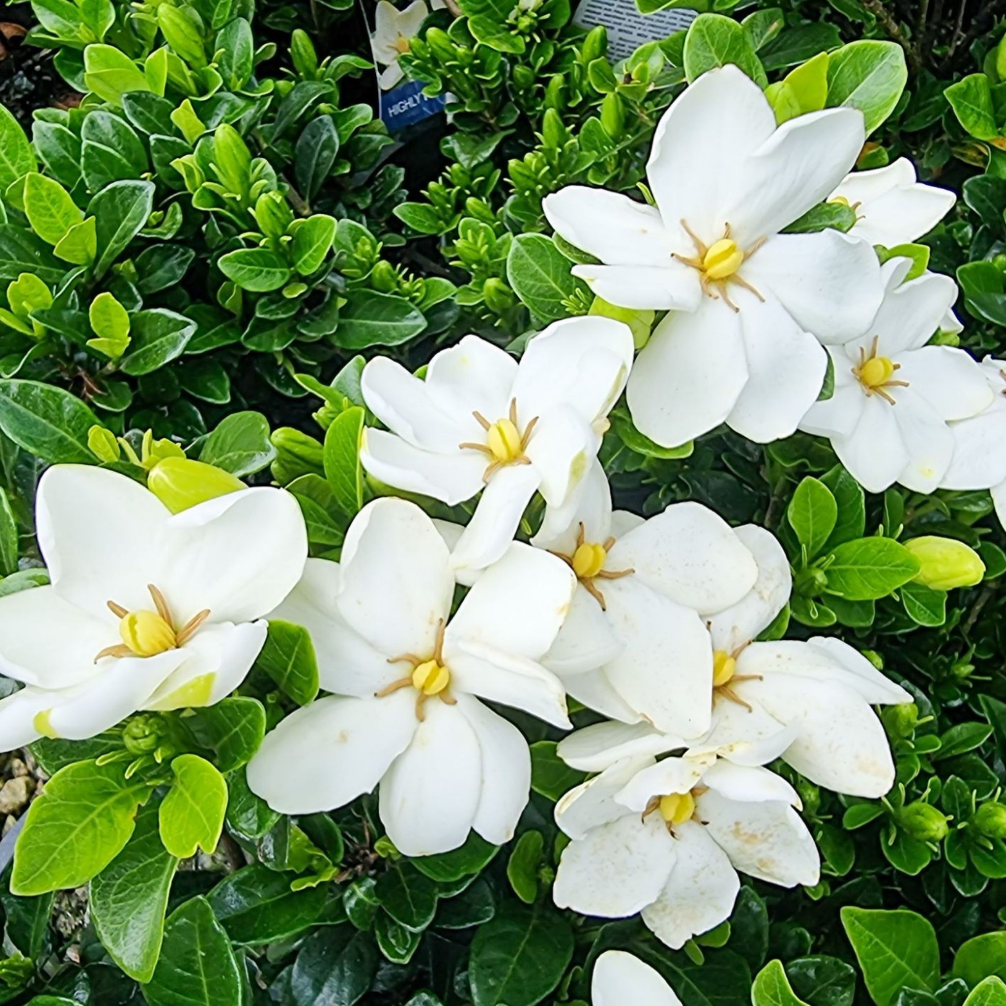 Gardenia augusta Grandiflora Star