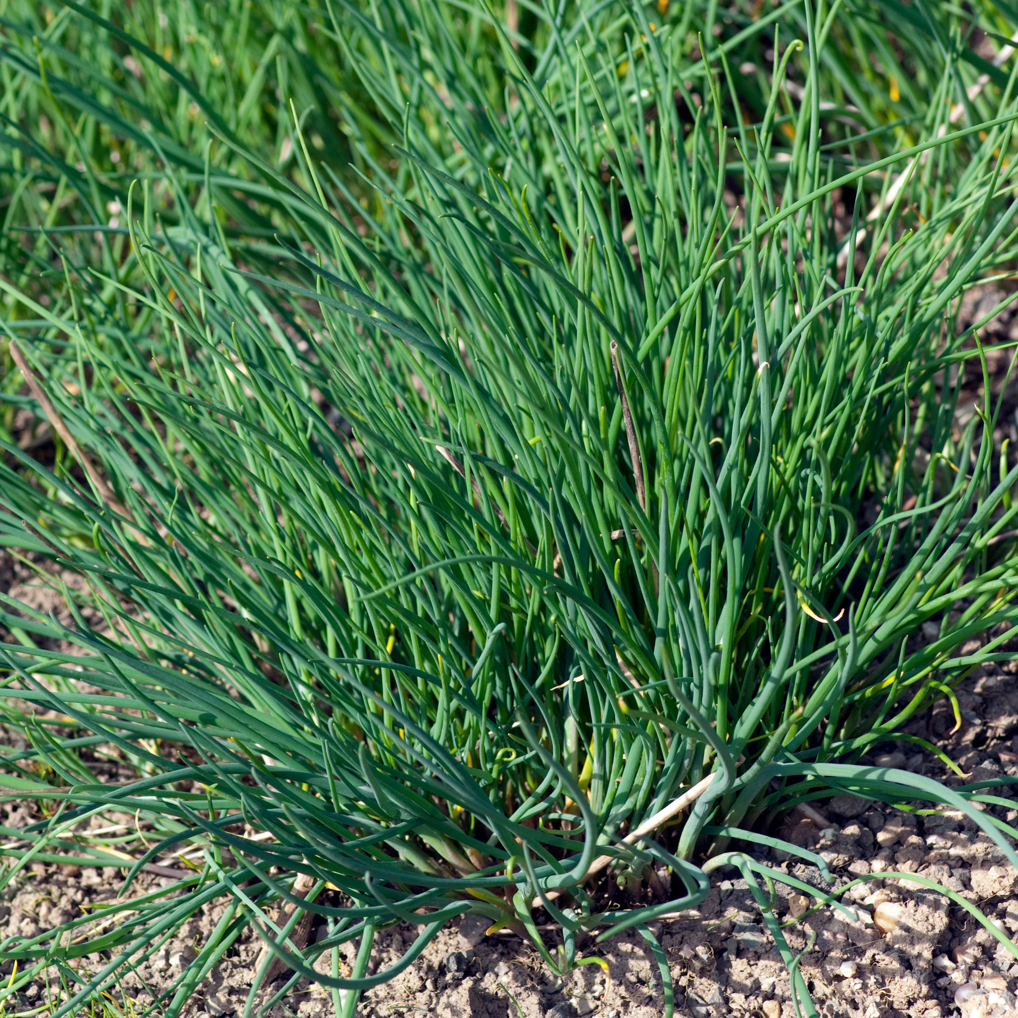 Chives - Allium schoenoprasum