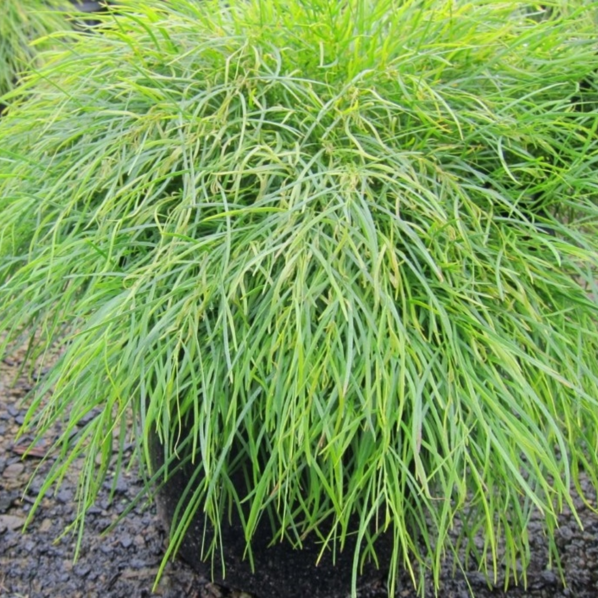 Dwarf River Wattle - Acacia cognata Limelight