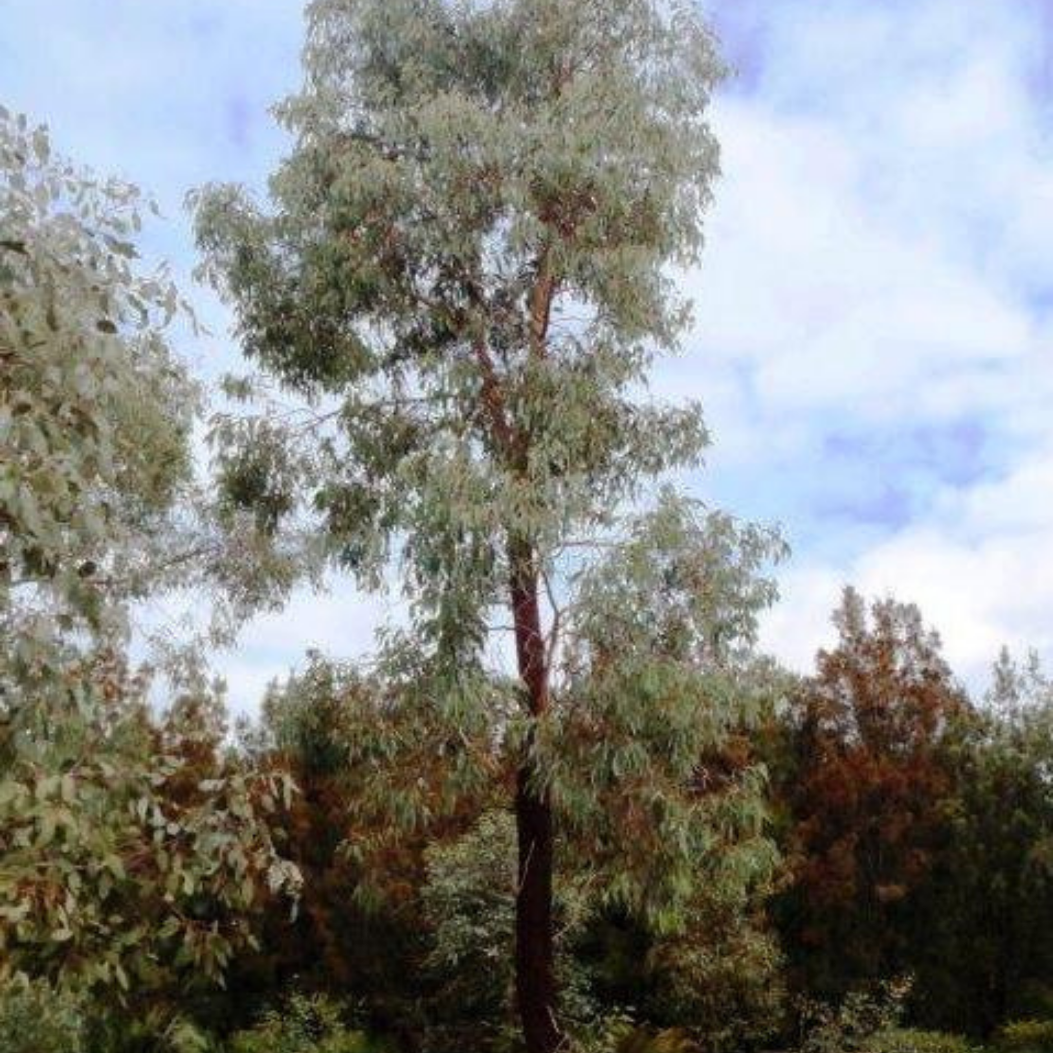 Pink Flowering Ironbark - Eucalyptus sideroxylon Rosea