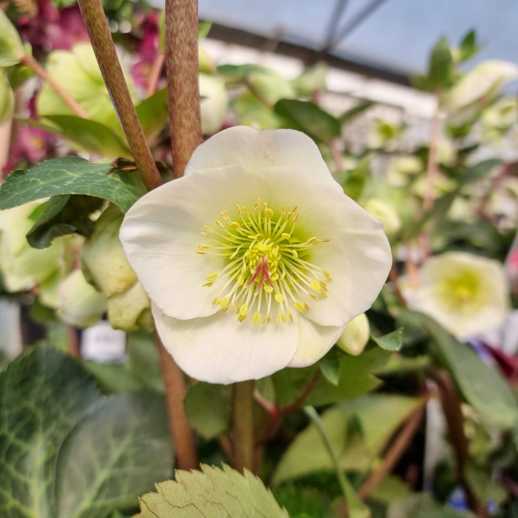 Winter Rose Moondance - Helleborus hybrida Moondance PBR