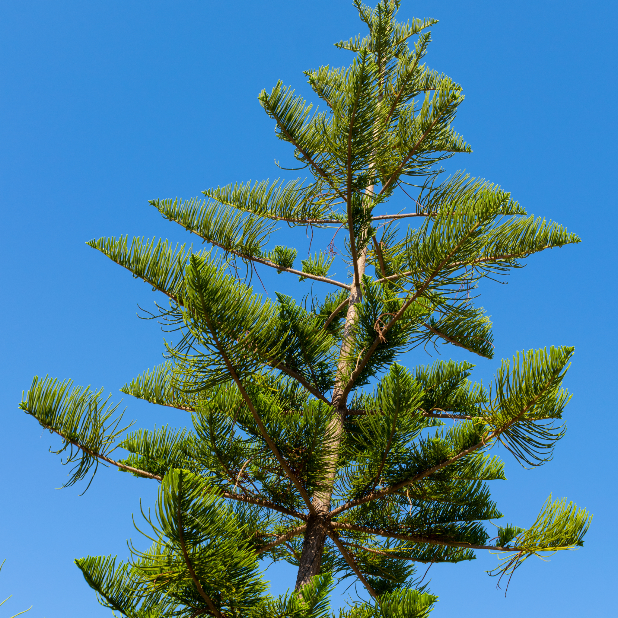 Hawaiian Norfolk Island Pine - Araucaria heterophylla