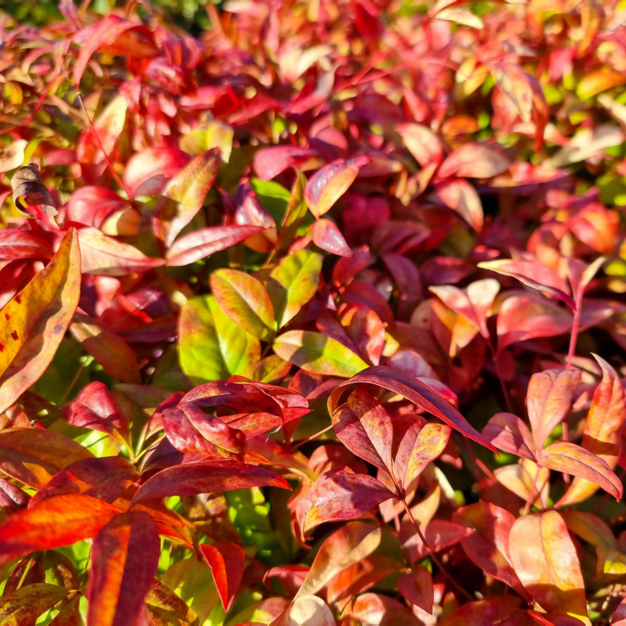 Nandina Dwarf - Nandina domestica Nana