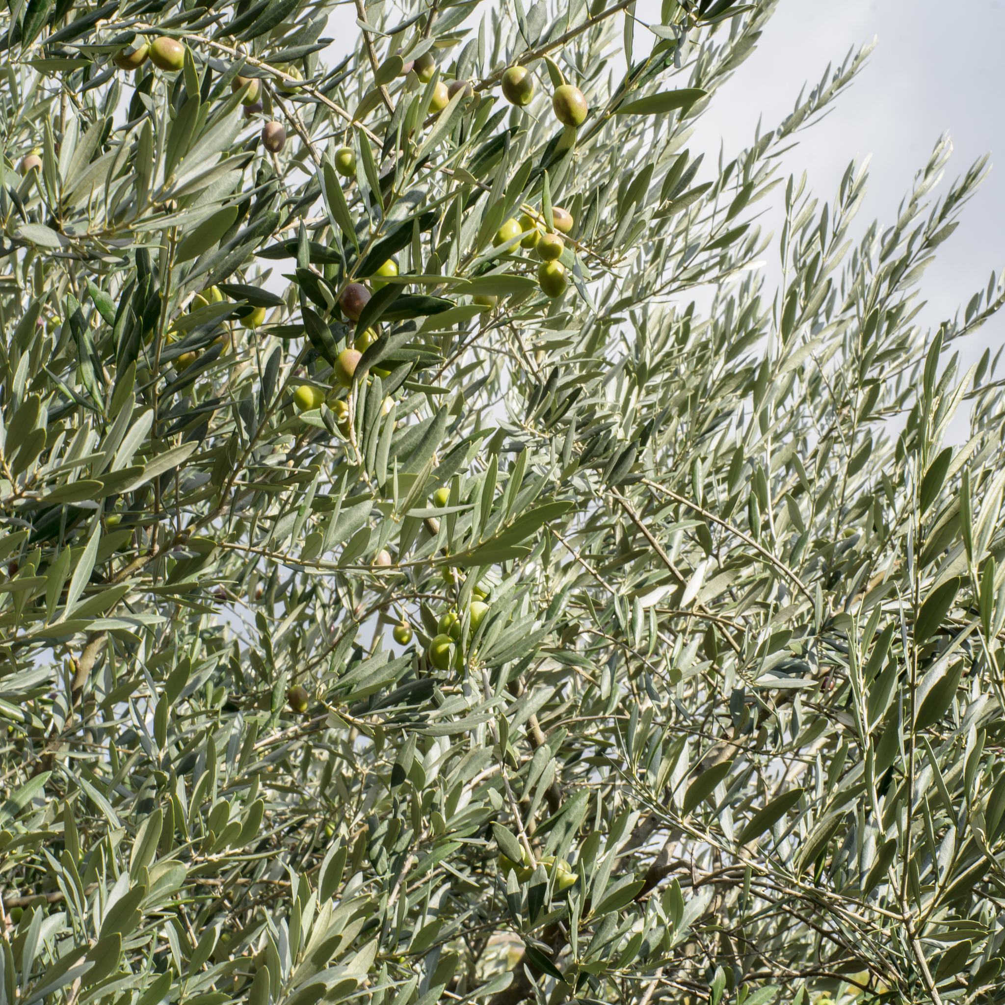 Dwarf Olive Garden Harvest - Olea europaea Garden Harvest