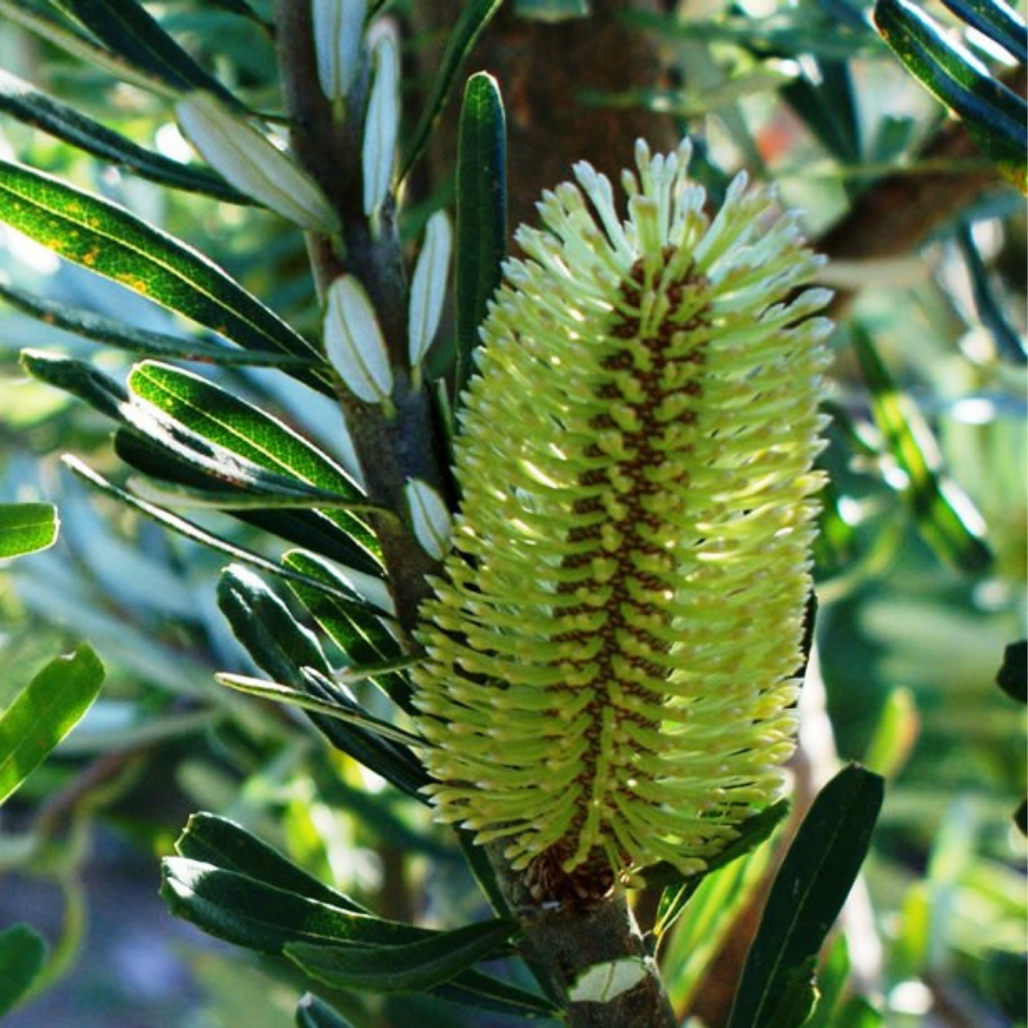 Close-up of a green banksia flower bud on a branch with green leaves.