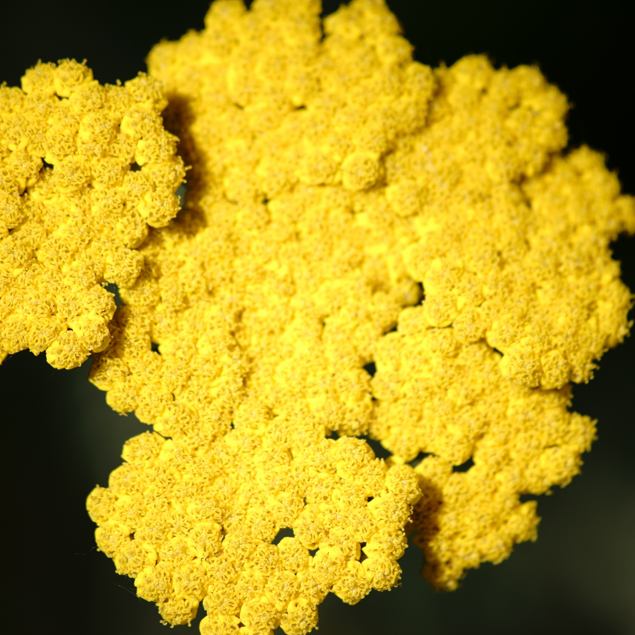Ornamental Yarrow - Achillea clypeolata