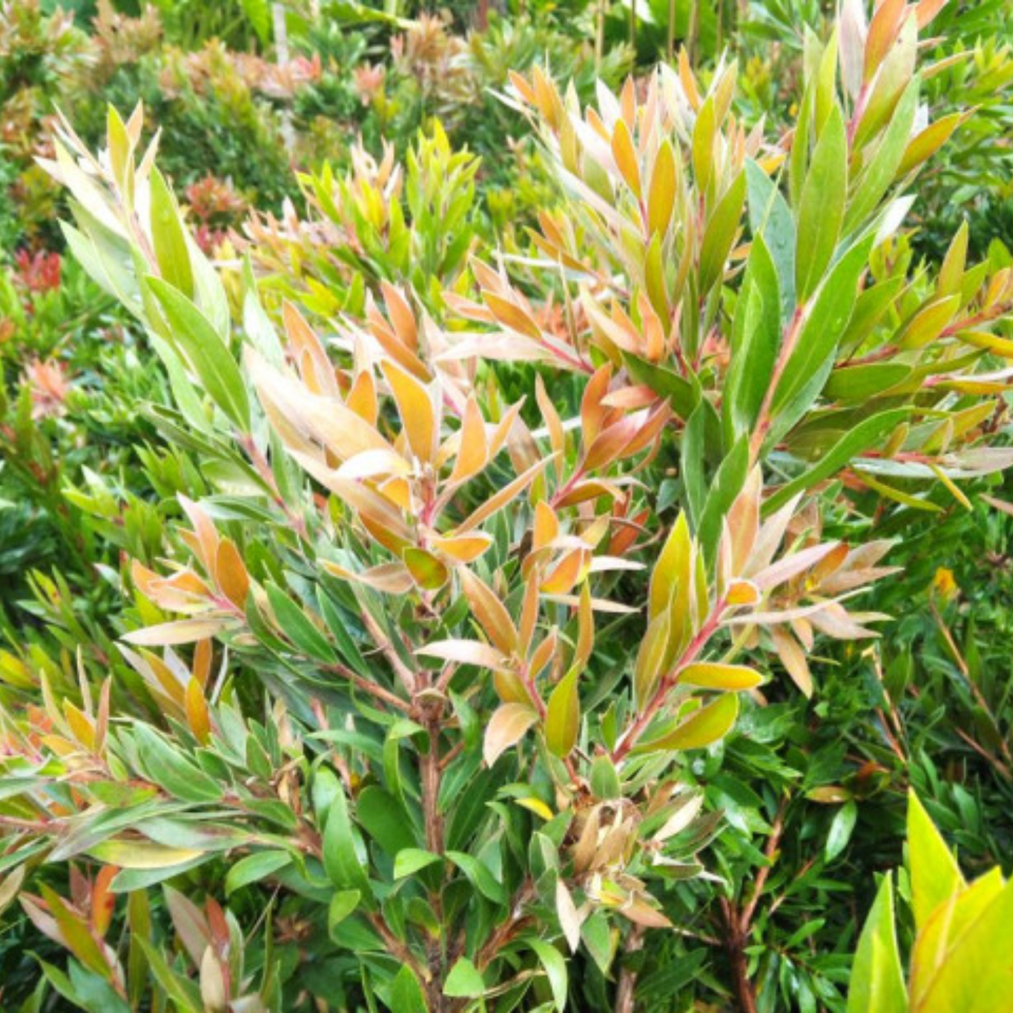 Close-up of a bush with green and brown leaves