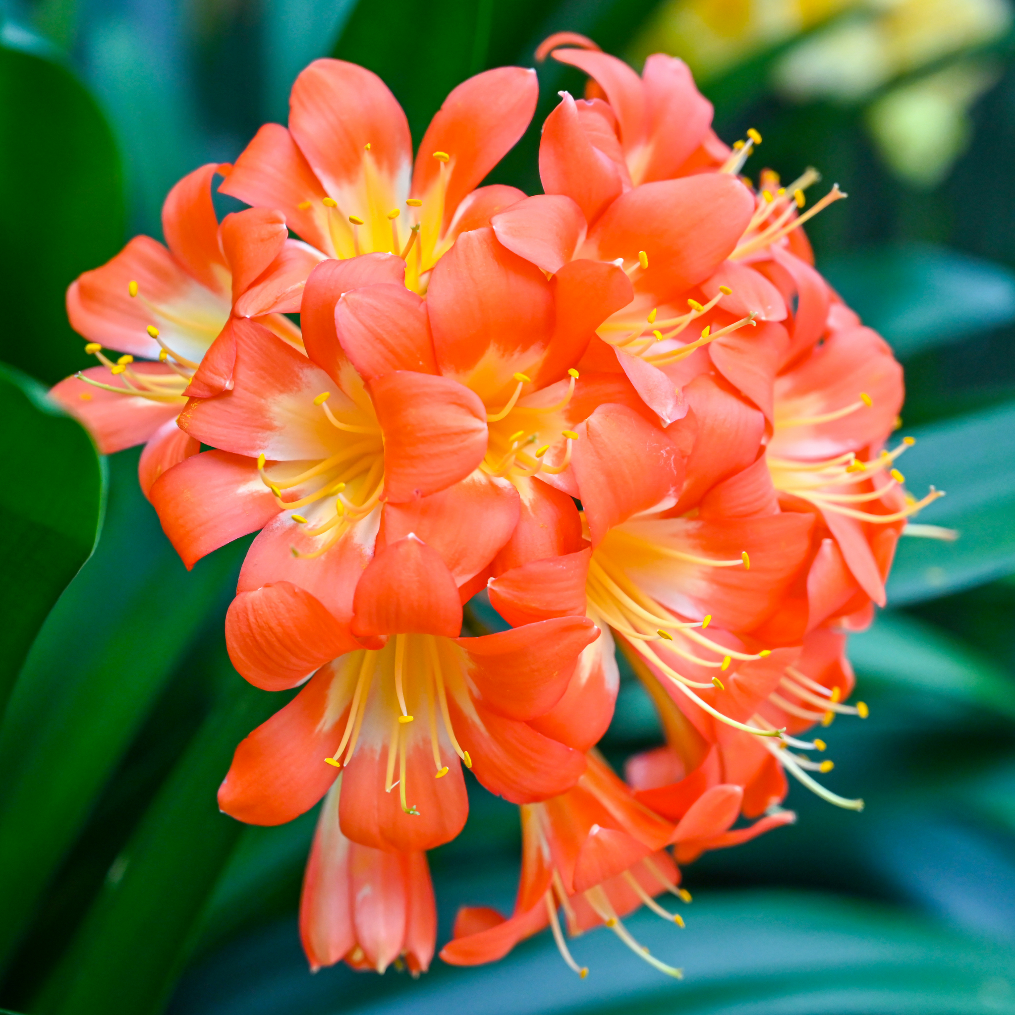 Close-up of vibrant orange flowers with green leaves in the background