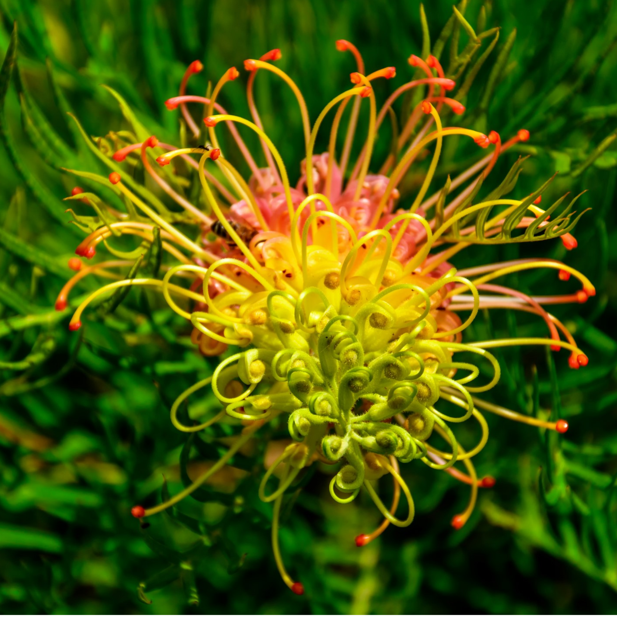 Grevillea hybrida Peaches and Cream