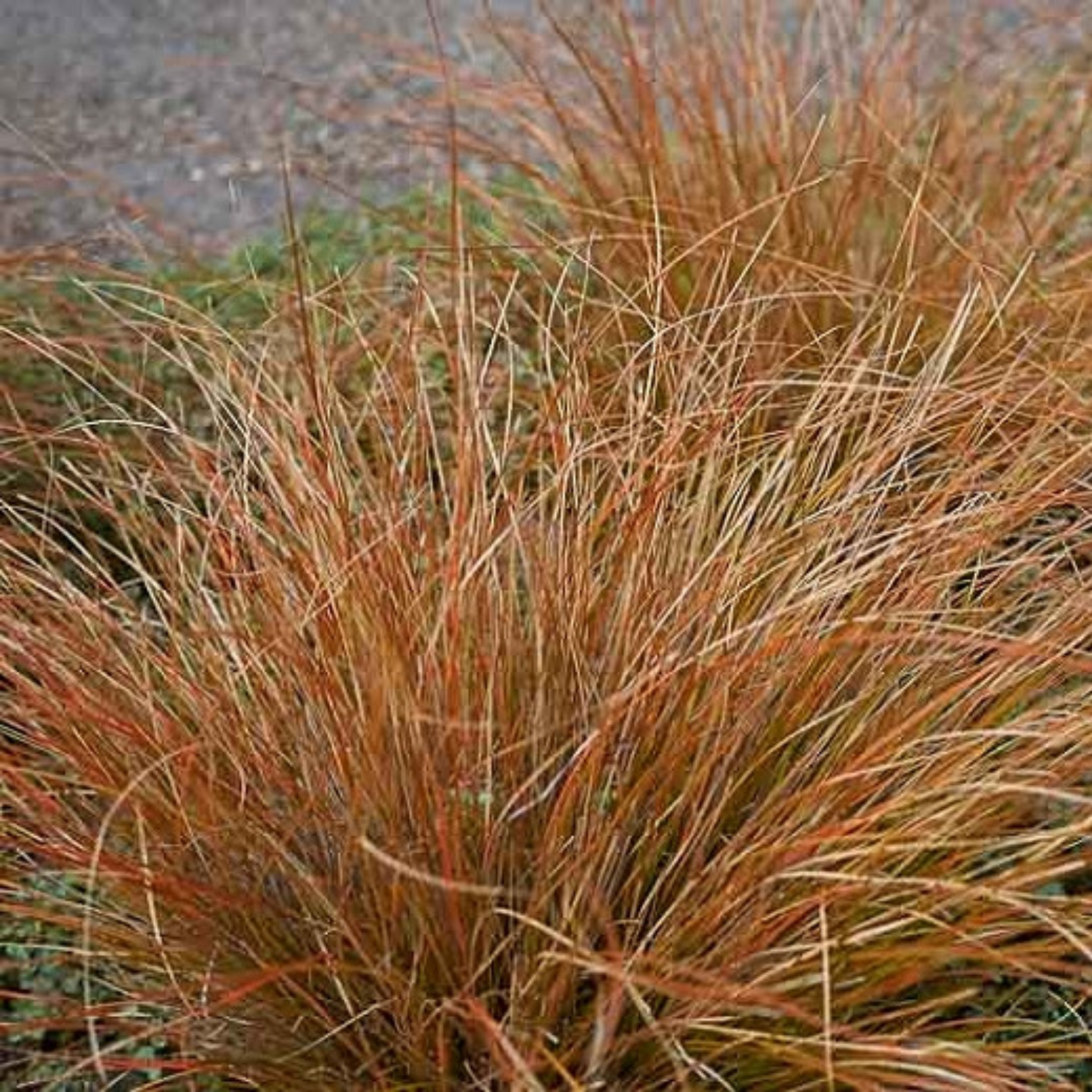 Tall grass with orange-brown hues in a natural setting