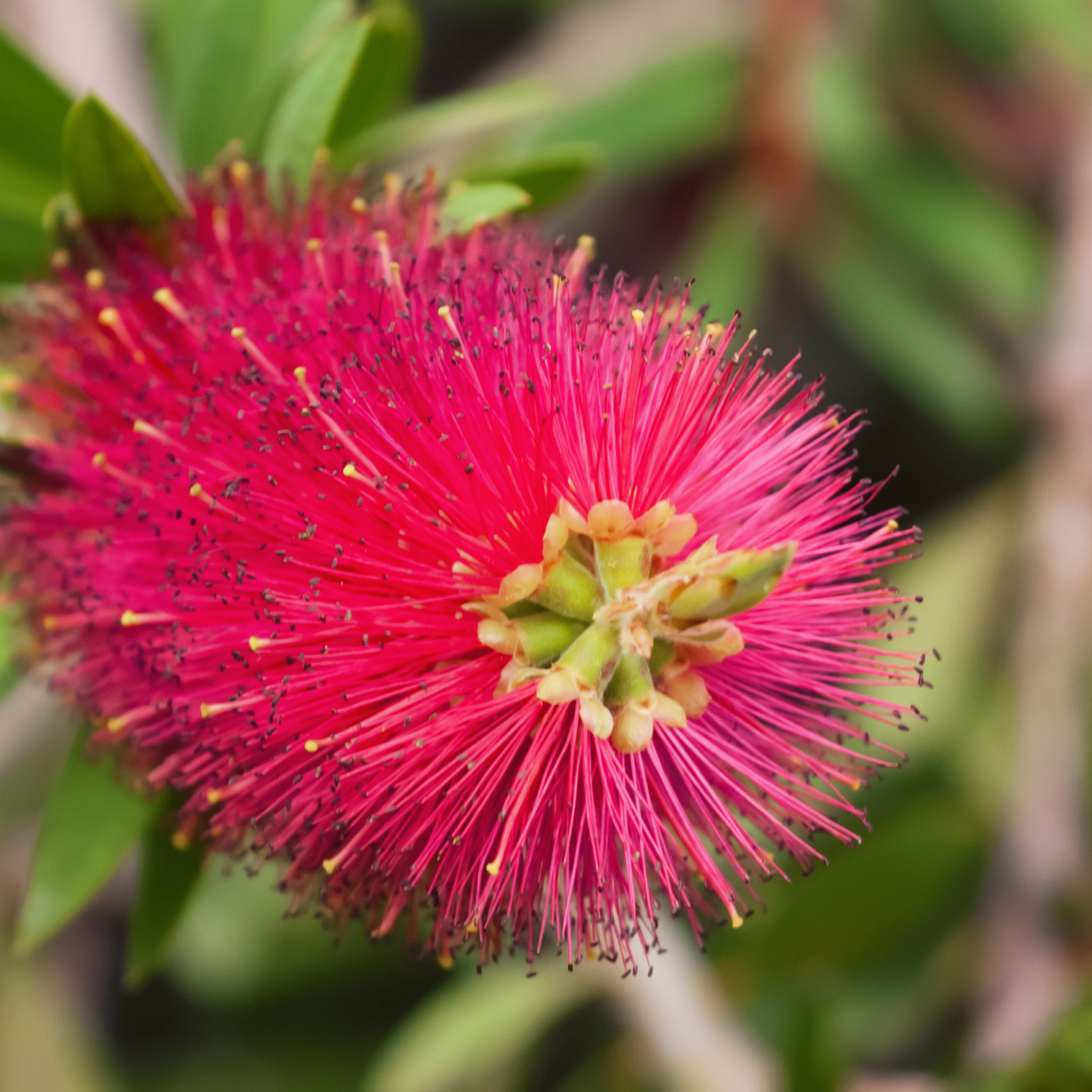 Pink Bottlebrush - Callistemon citrinus 'Western Glory'