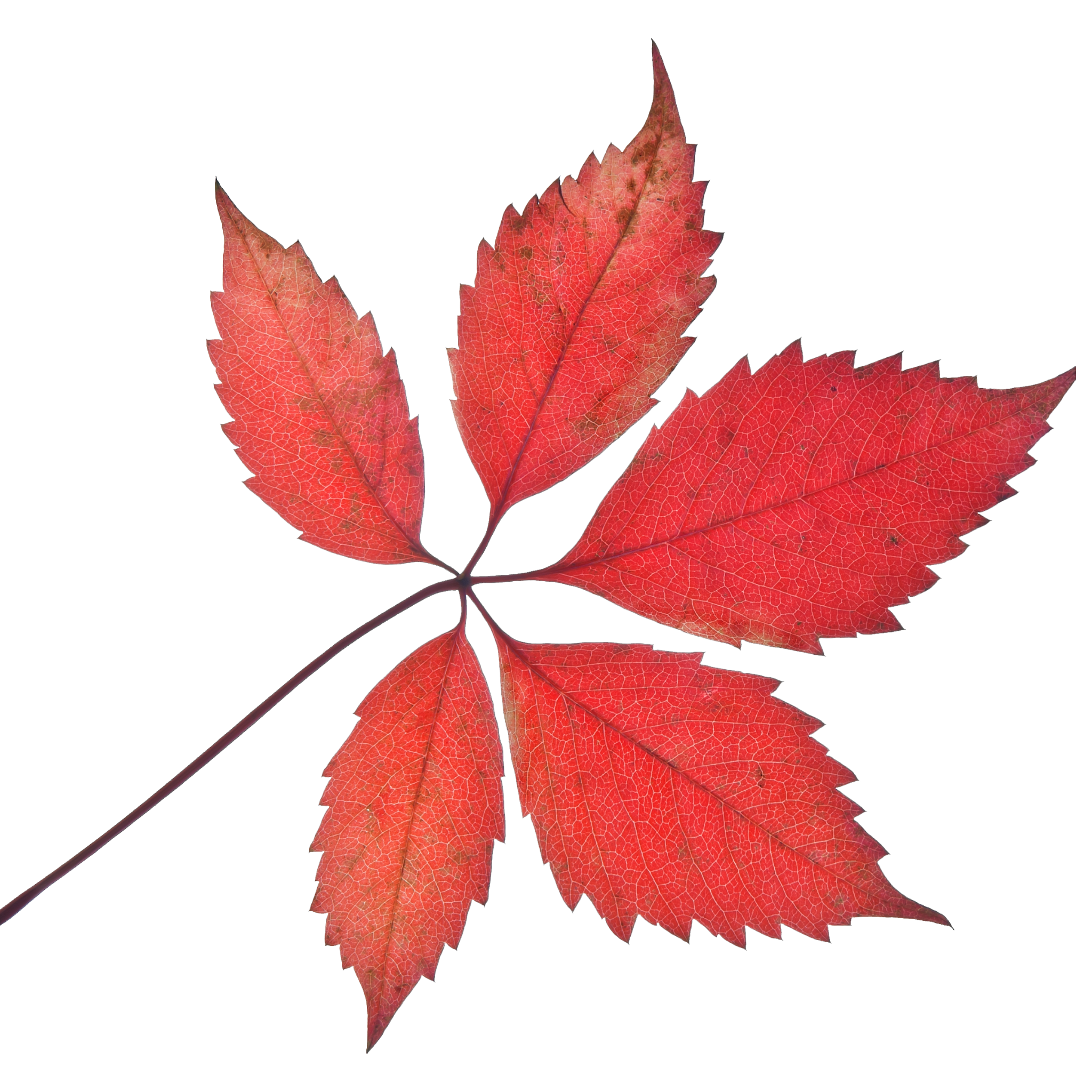 Virginia Creeper - Parthenocissus quinquefolia