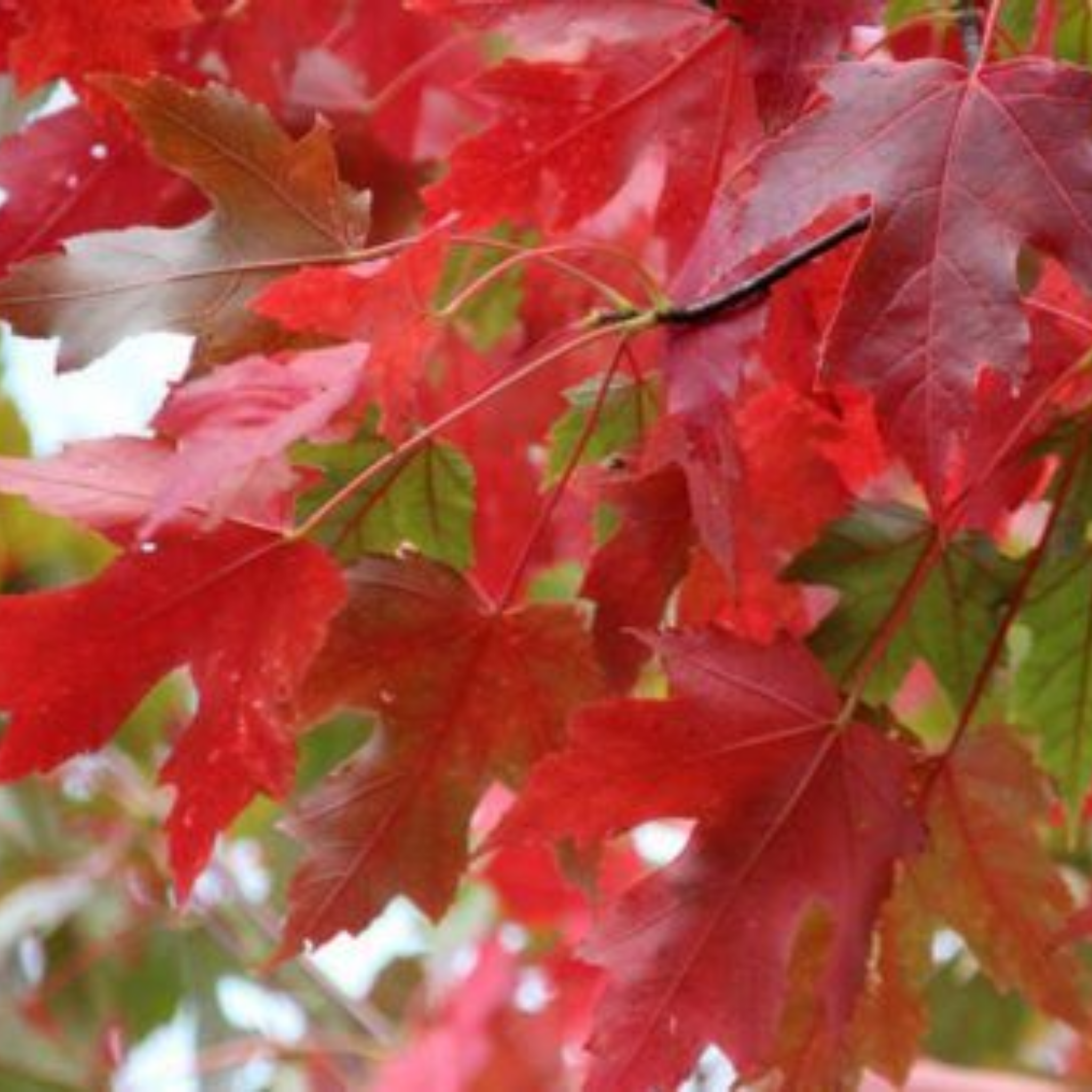 Close-up of red maple leaves with a caterpillar on a blurred natural background
