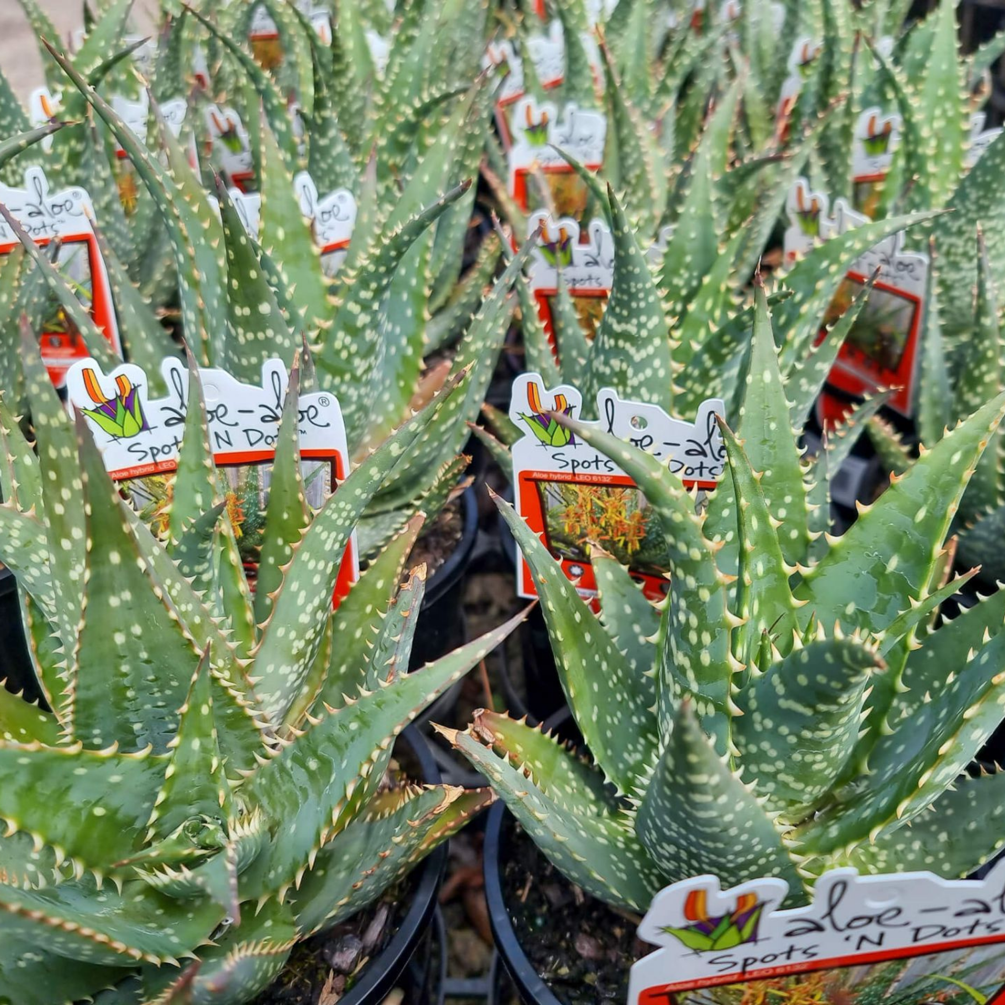 Aloe hybrida Spots N Dots