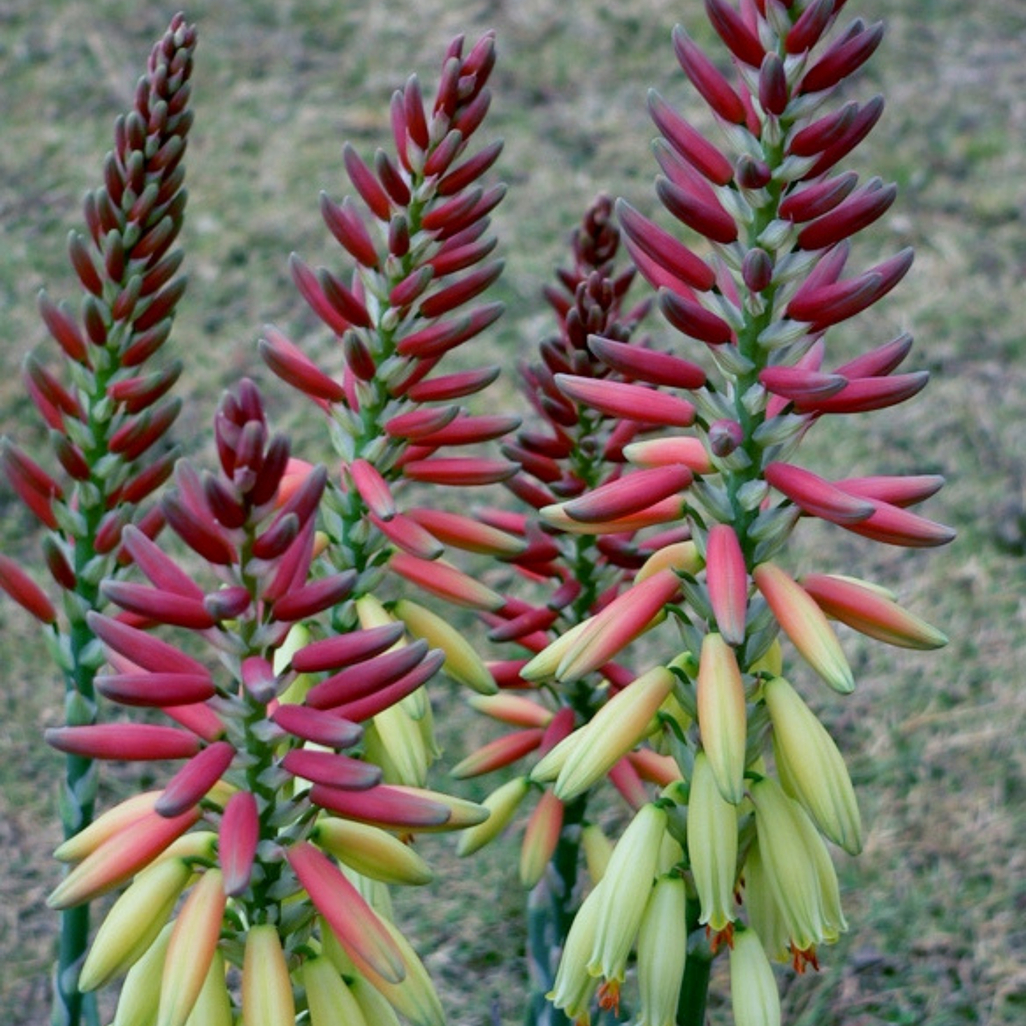 Aloe hybrida Echidna