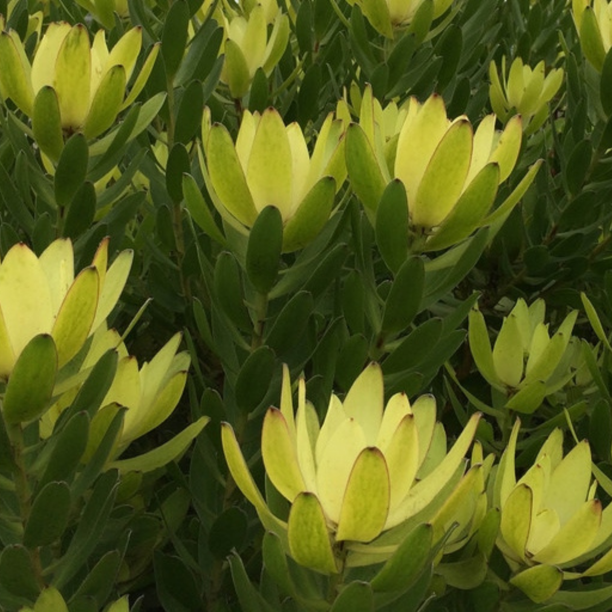 Safari Goldstrike Conebush - Leucadendron salignum Safari Goldstrike