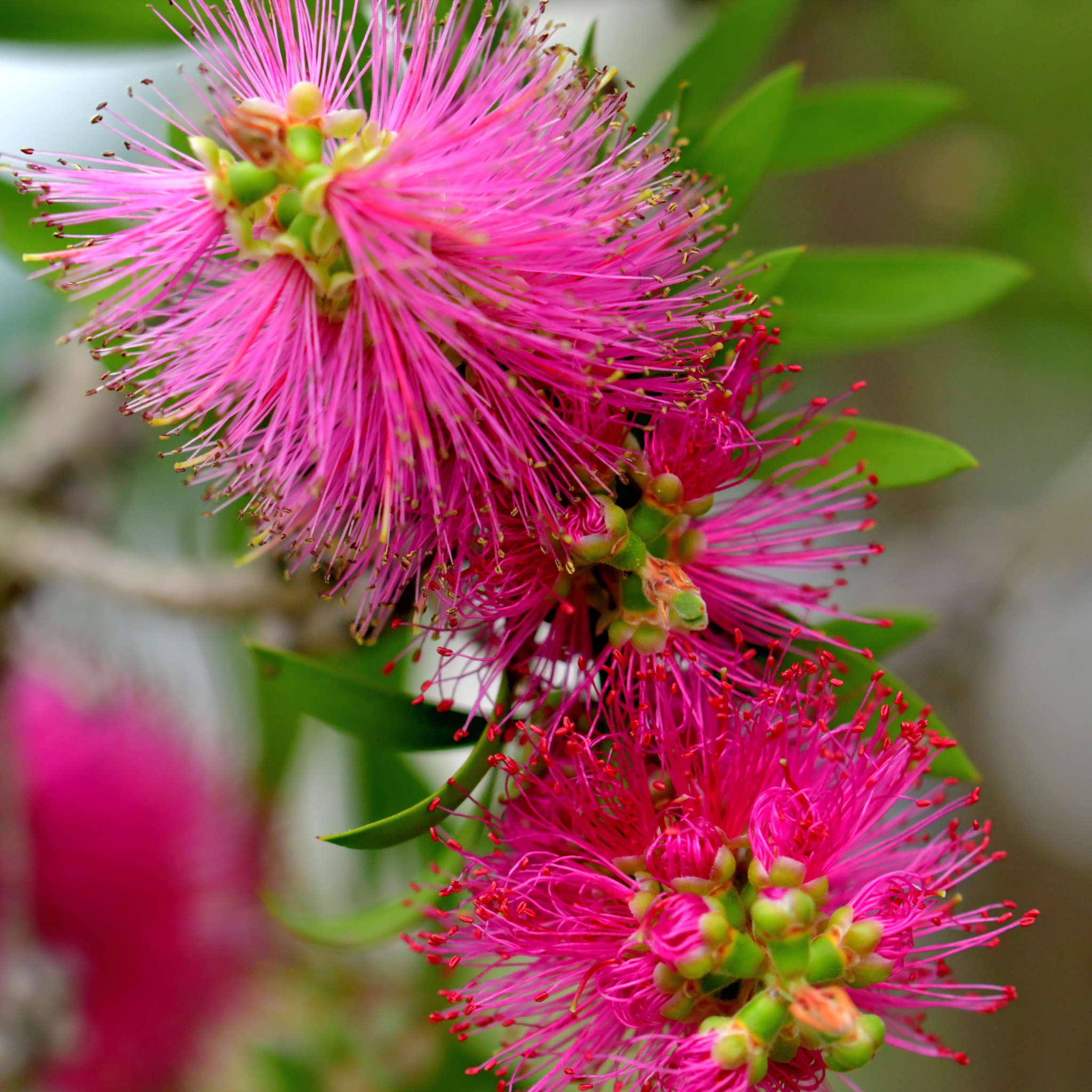 Pink Bottlebrush - Callistemon hybrida 'Candy Pink'