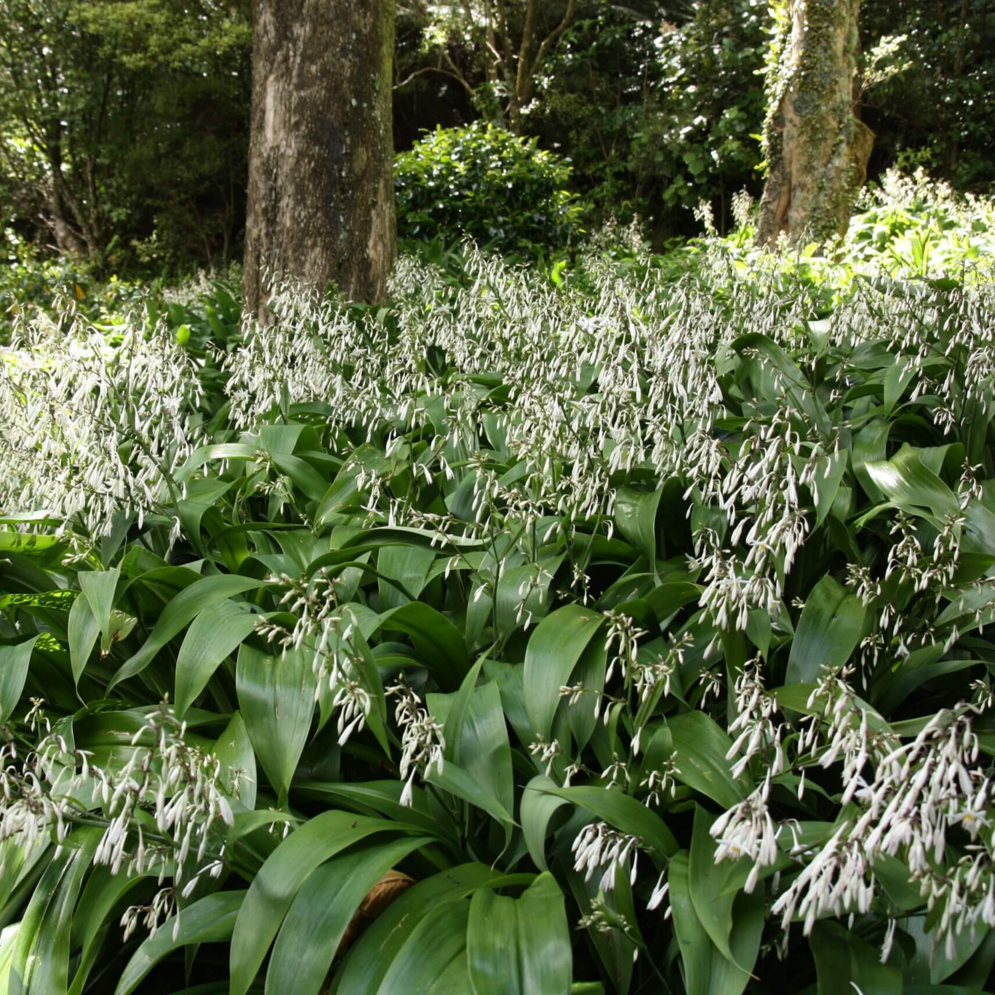 New Zealand Rock Lily 'Matapouri Bay' - Arthropodium cirratum