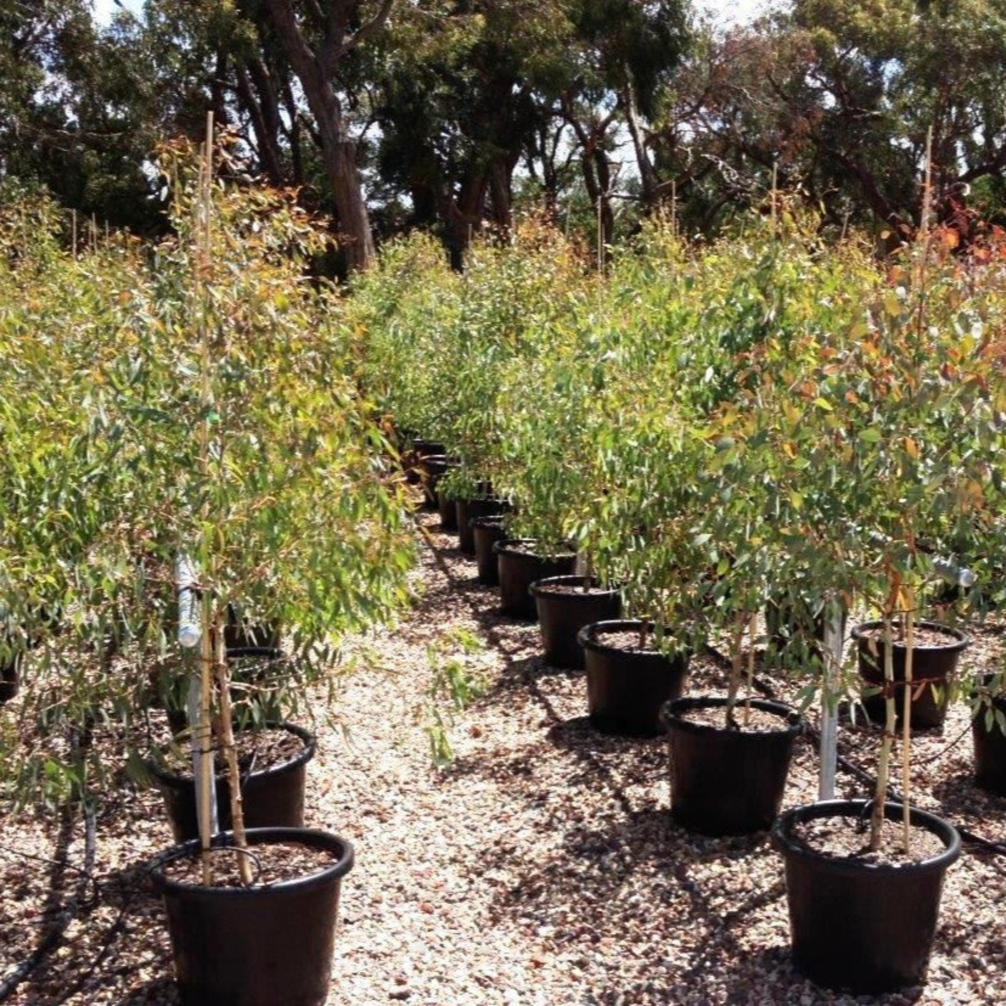 Yellow Box Gum - Eucalyptus melliodora