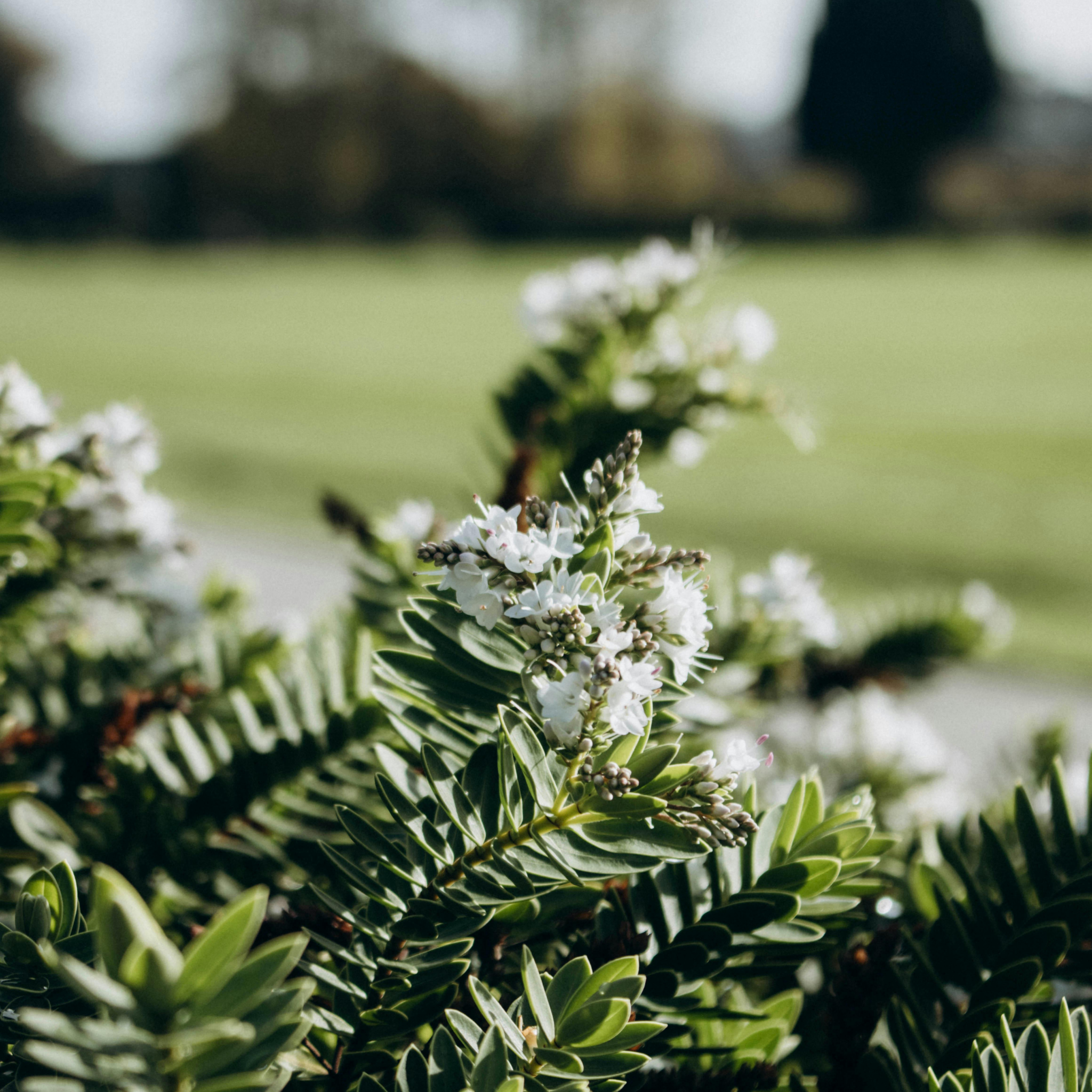 Boxwood Hebe - Hebe buxifolia