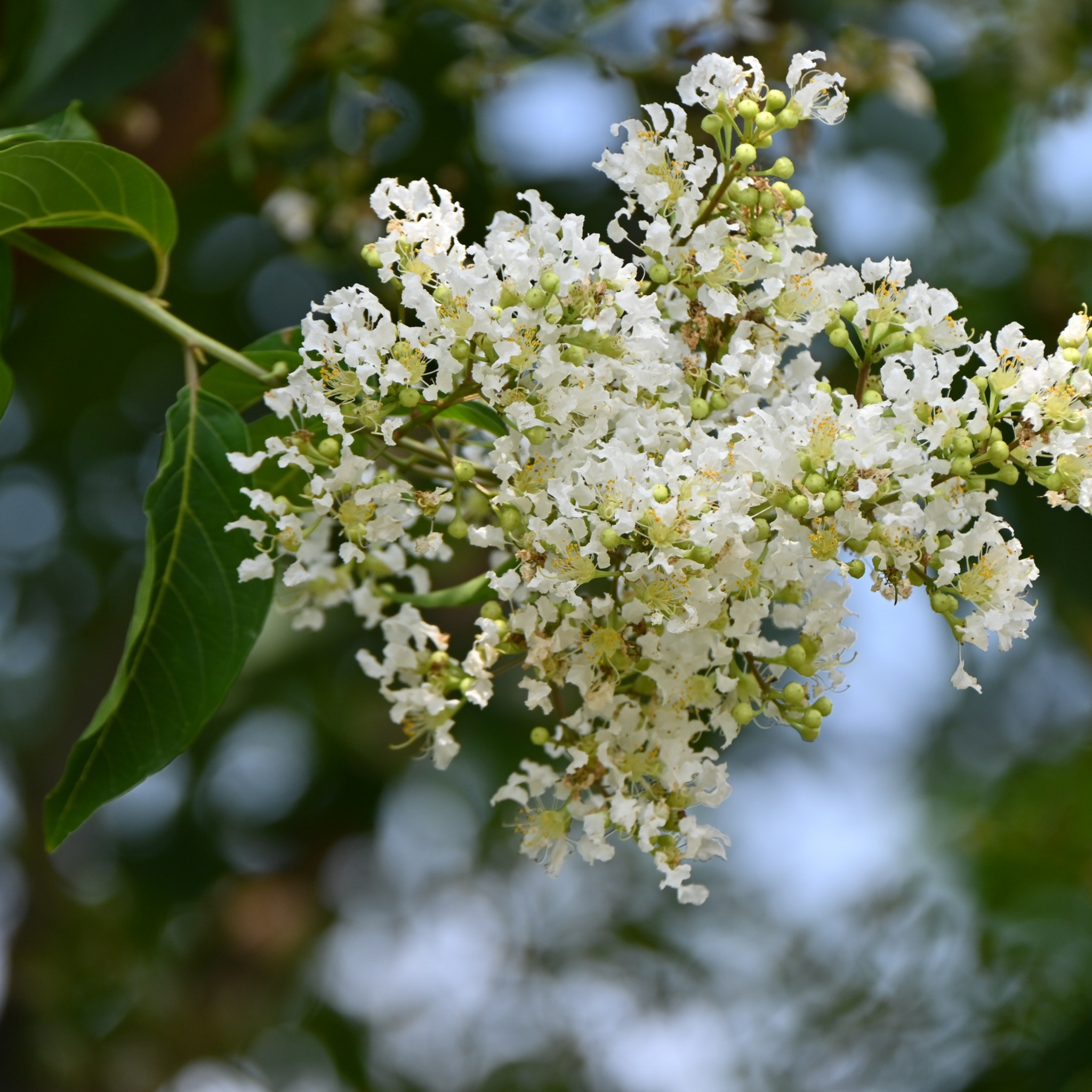 Close-up of white flowers with green leaves on a blurred natural background