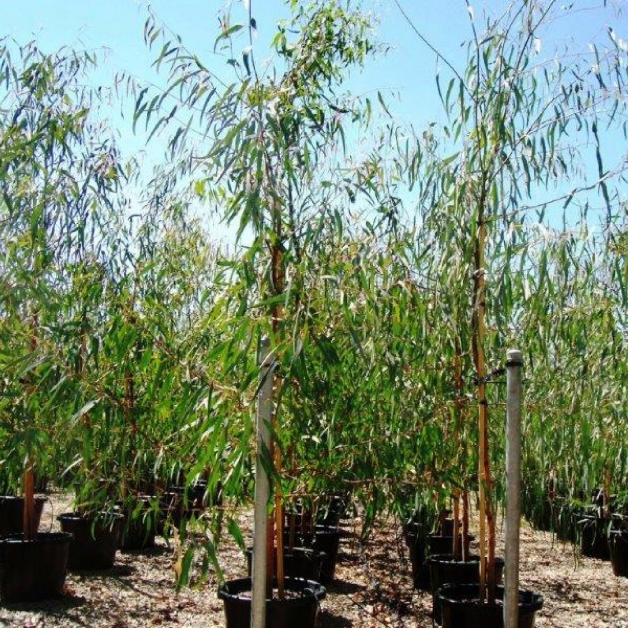 Red River Gum - Eucalyptus camaldulensis